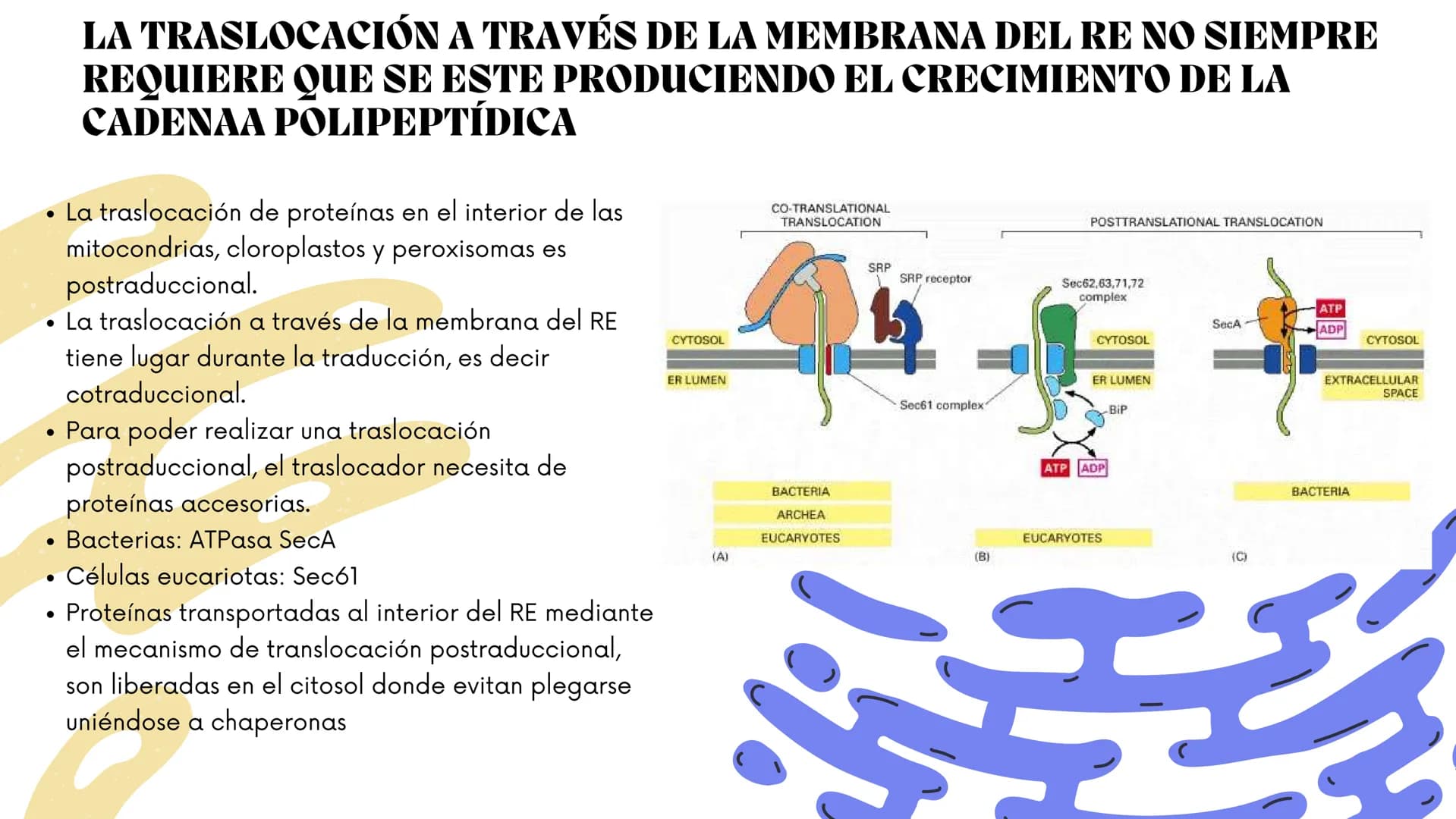Células eucariotas tienen RE. Su membrana constituye más de
la mitad de la membrana total
Tiene forma de tubulos ramificados y sacos aplanad