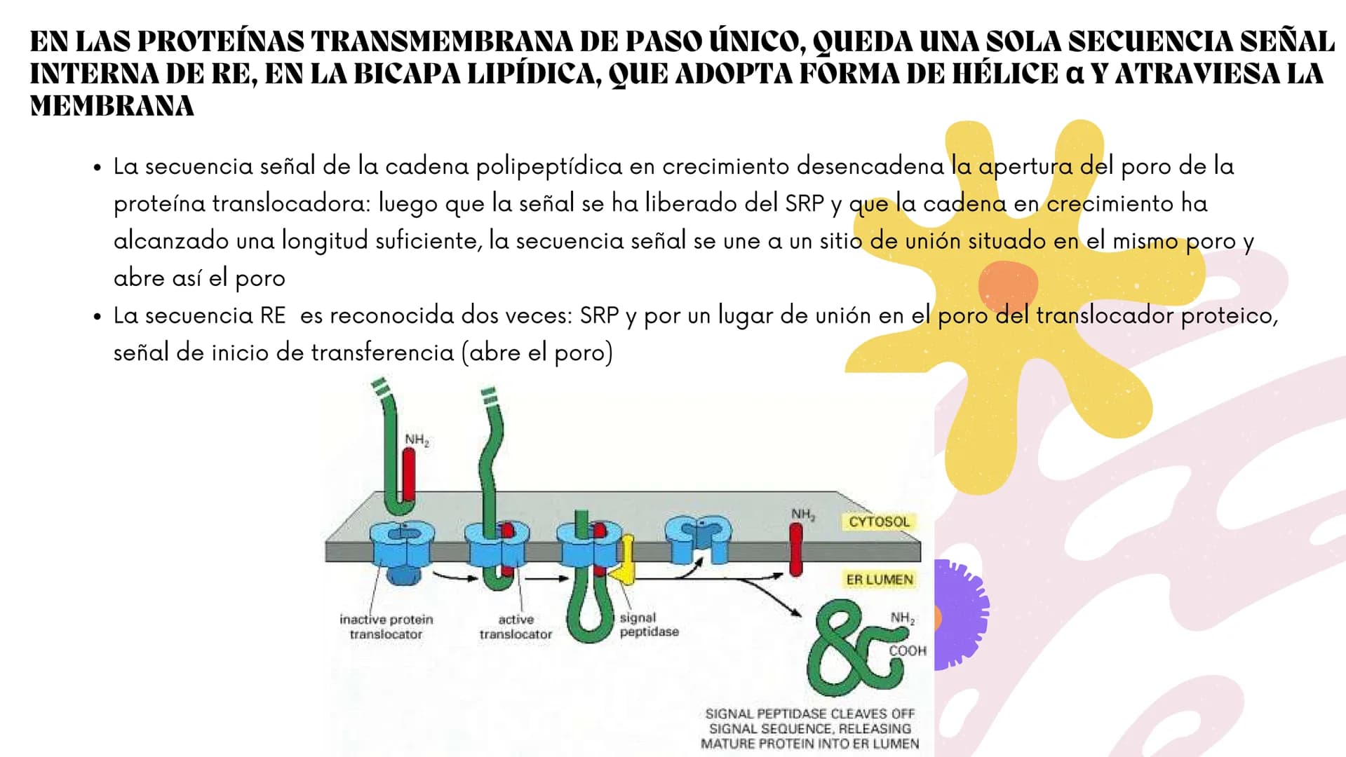 Células eucariotas tienen RE. Su membrana constituye más de
la mitad de la membrana total
Tiene forma de tubulos ramificados y sacos aplanad
