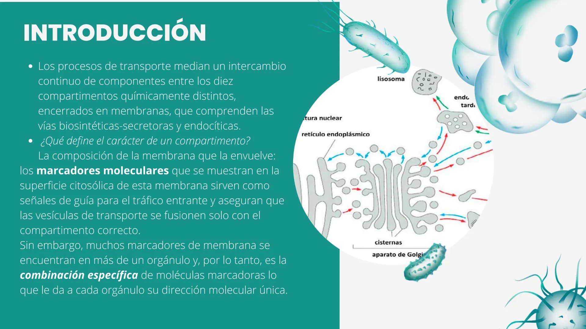 Células eucariotas tienen RE. Su membrana constituye más de
la mitad de la membrana total
Tiene forma de tubulos ramificados y sacos aplanad