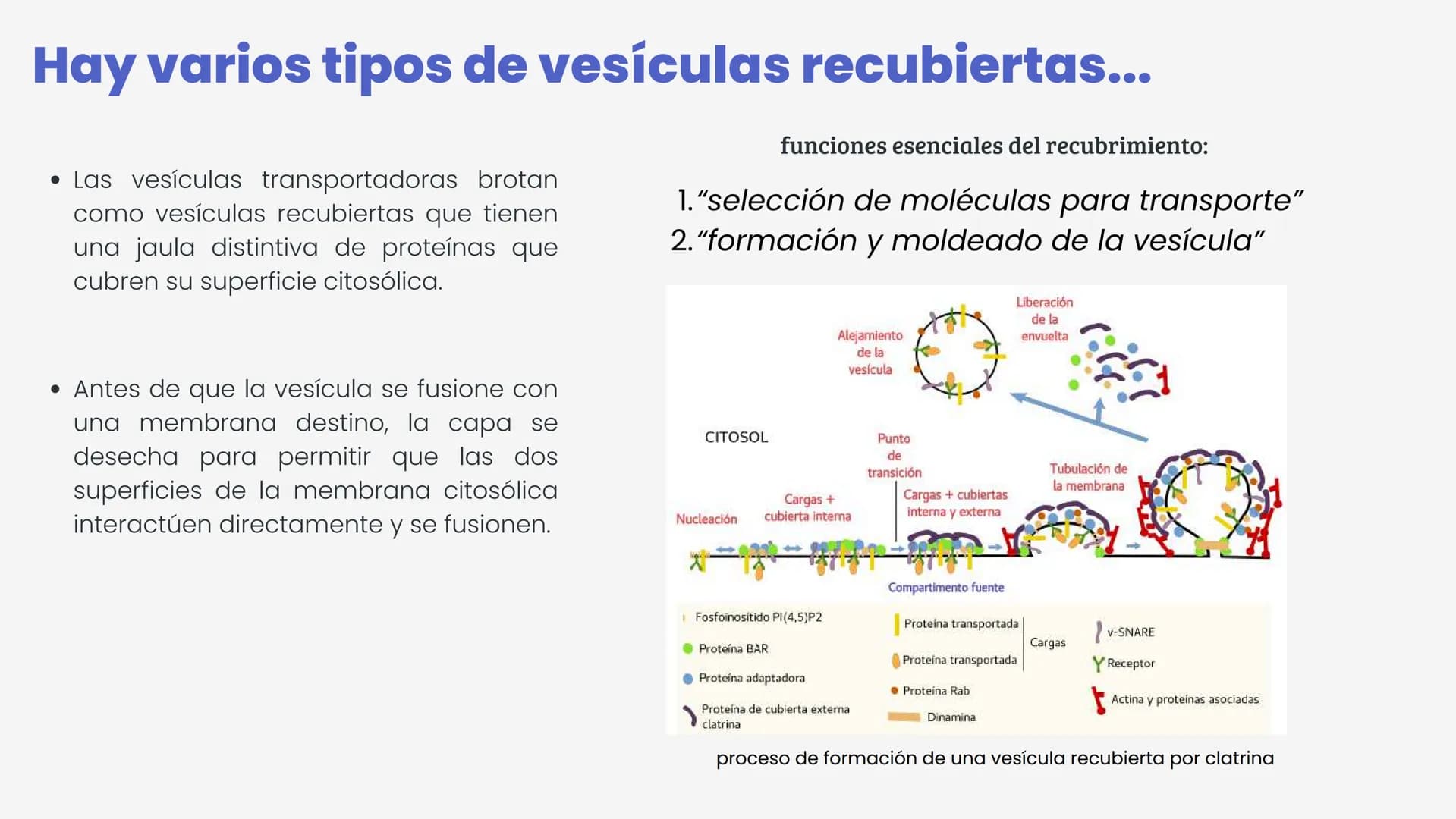 Células eucariotas tienen RE. Su membrana constituye más de
la mitad de la membrana total
Tiene forma de tubulos ramificados y sacos aplanad