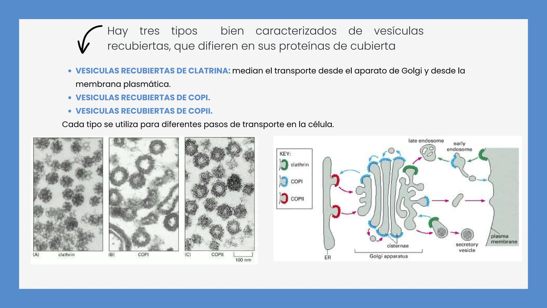 Células eucariotas tienen RE. Su membrana constituye más de
la mitad de la membrana total
Tiene forma de tubulos ramificados y sacos aplanad