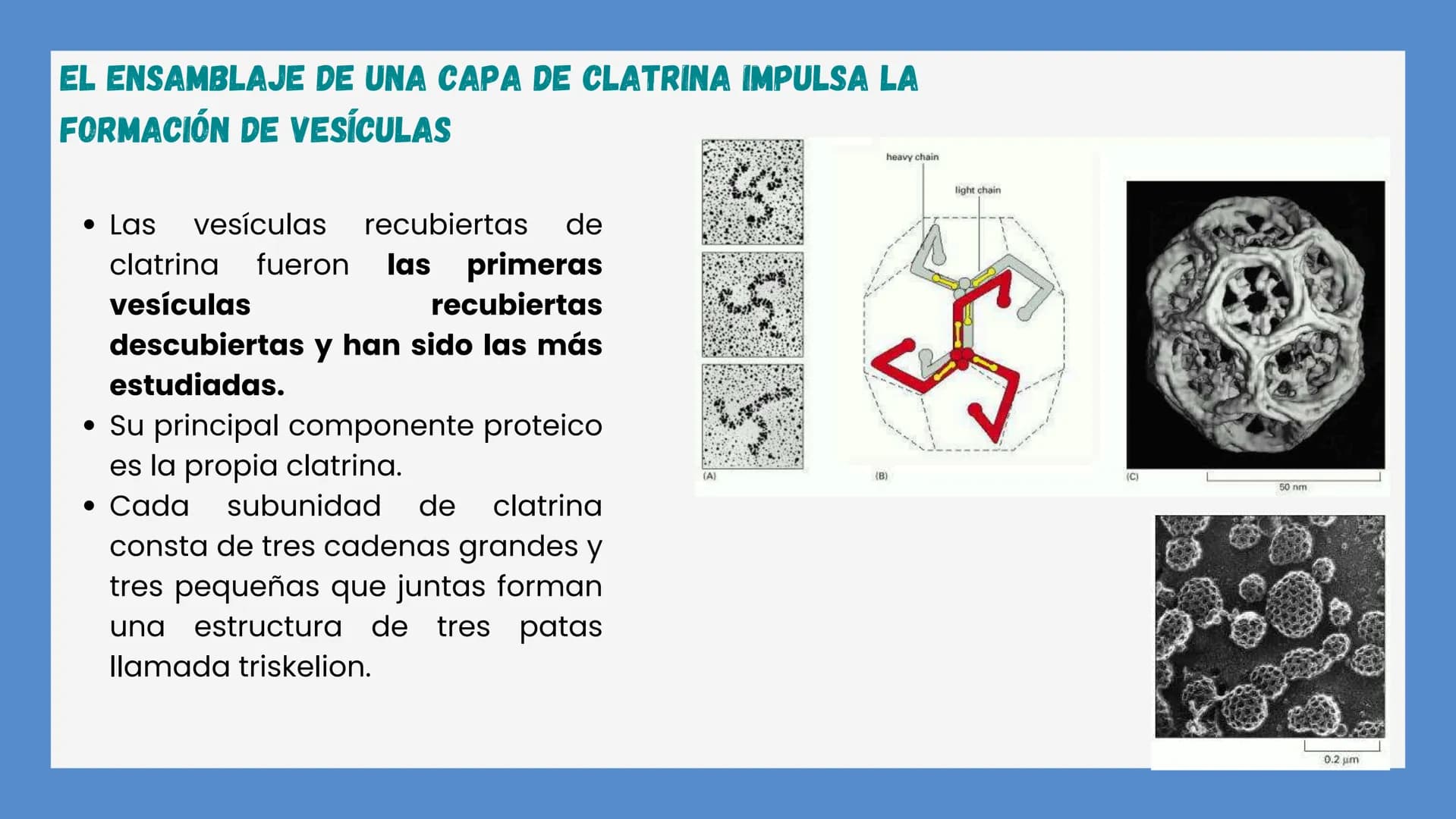 Células eucariotas tienen RE. Su membrana constituye más de
la mitad de la membrana total
Tiene forma de tubulos ramificados y sacos aplanad