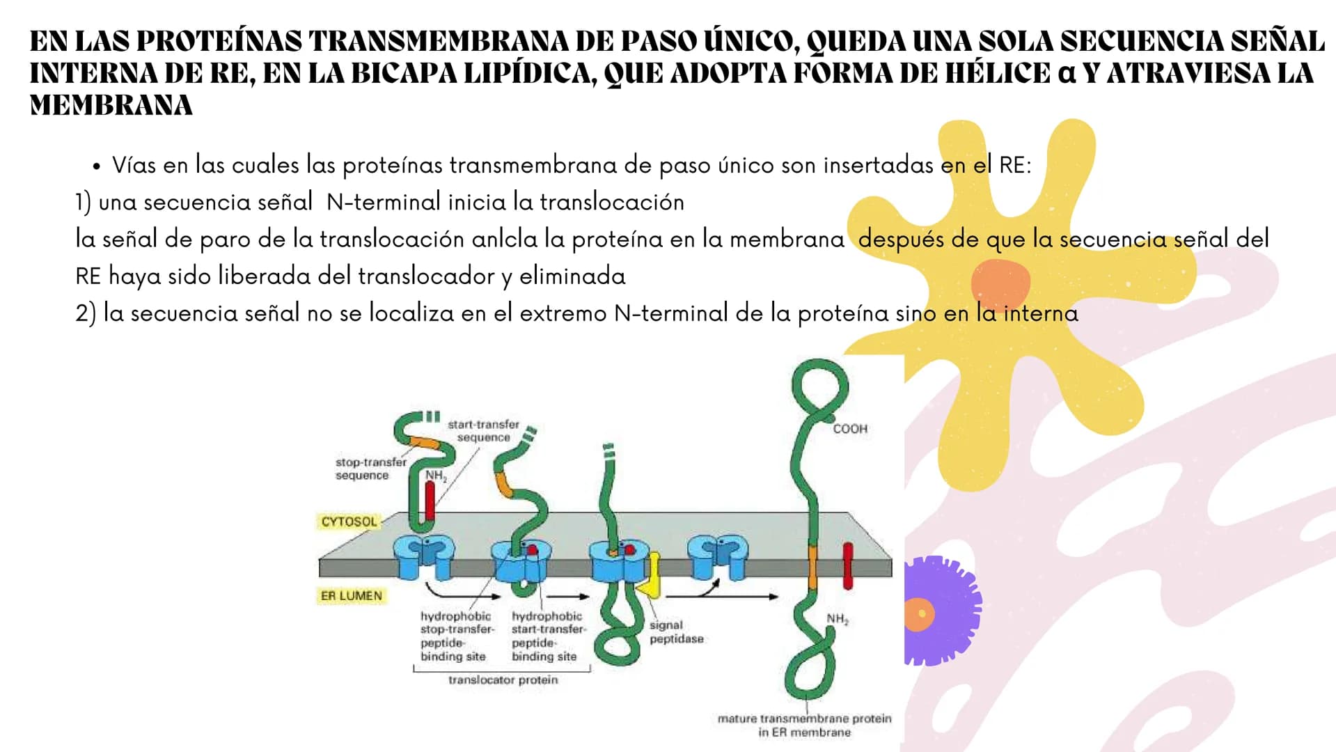 Células eucariotas tienen RE. Su membrana constituye más de
la mitad de la membrana total
Tiene forma de tubulos ramificados y sacos aplanad