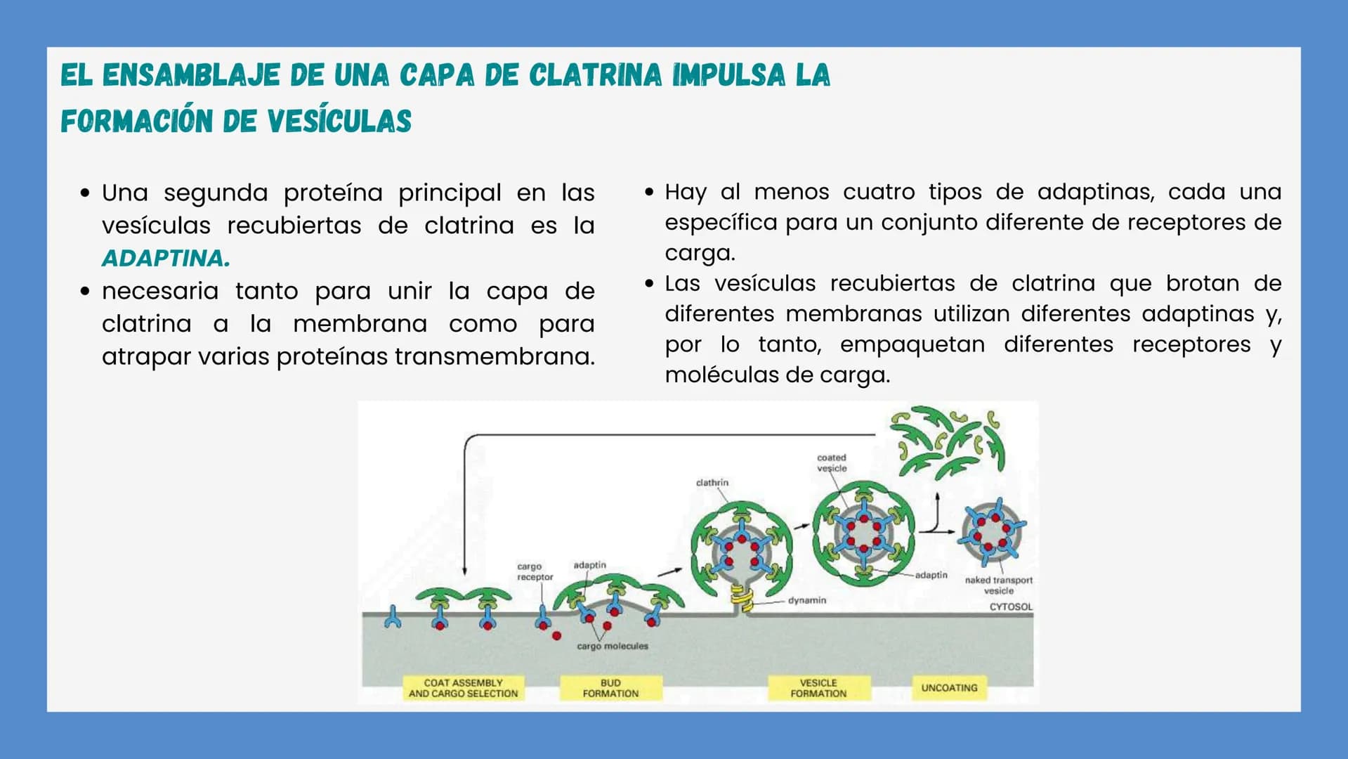 Células eucariotas tienen RE. Su membrana constituye más de
la mitad de la membrana total
Tiene forma de tubulos ramificados y sacos aplanad