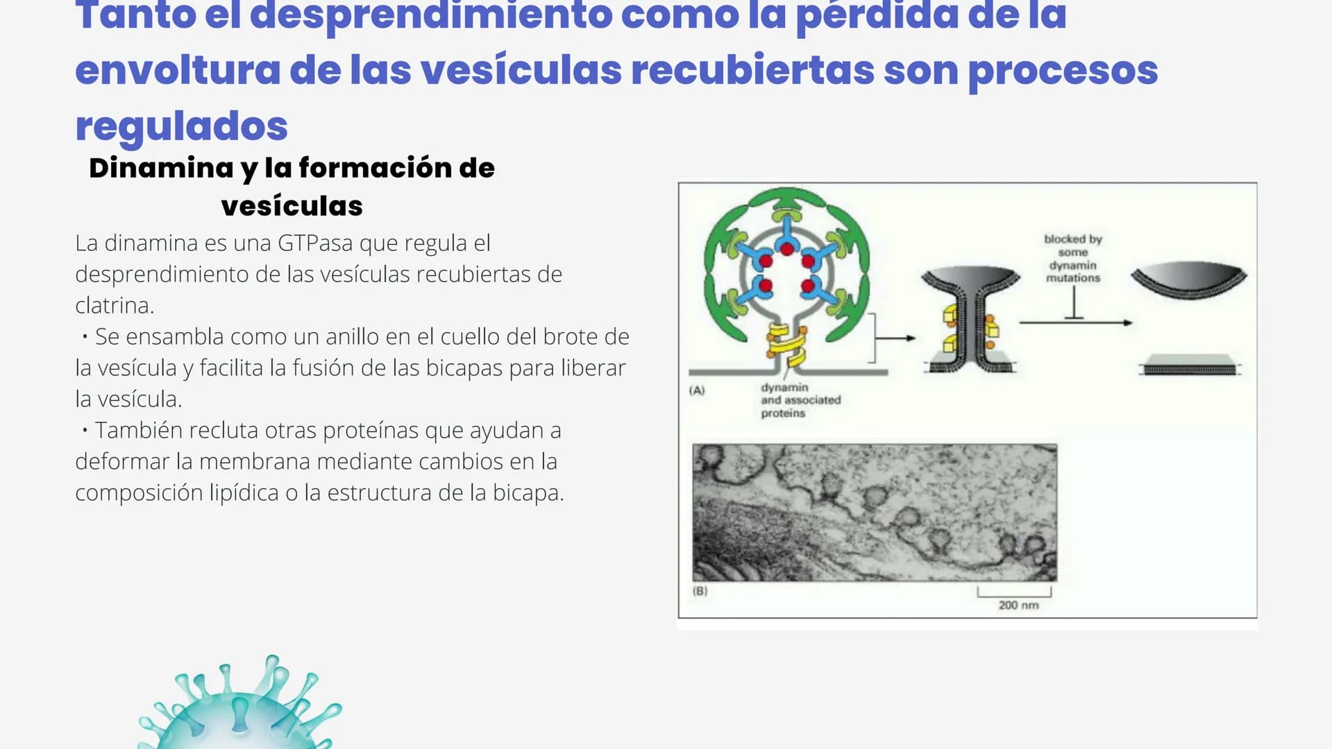 Células eucariotas tienen RE. Su membrana constituye más de
la mitad de la membrana total
Tiene forma de tubulos ramificados y sacos aplanad