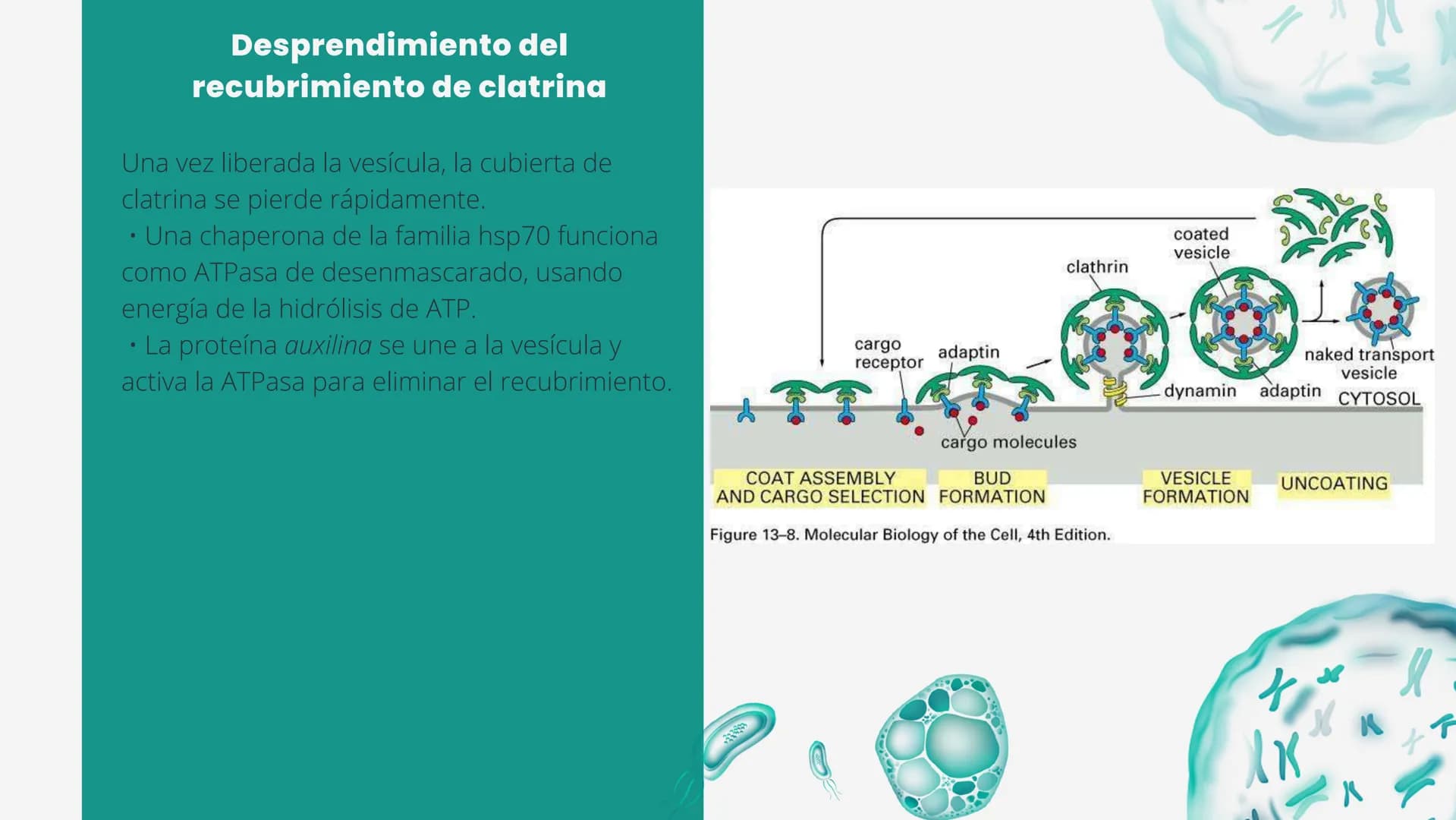 Células eucariotas tienen RE. Su membrana constituye más de
la mitad de la membrana total
Tiene forma de tubulos ramificados y sacos aplanad