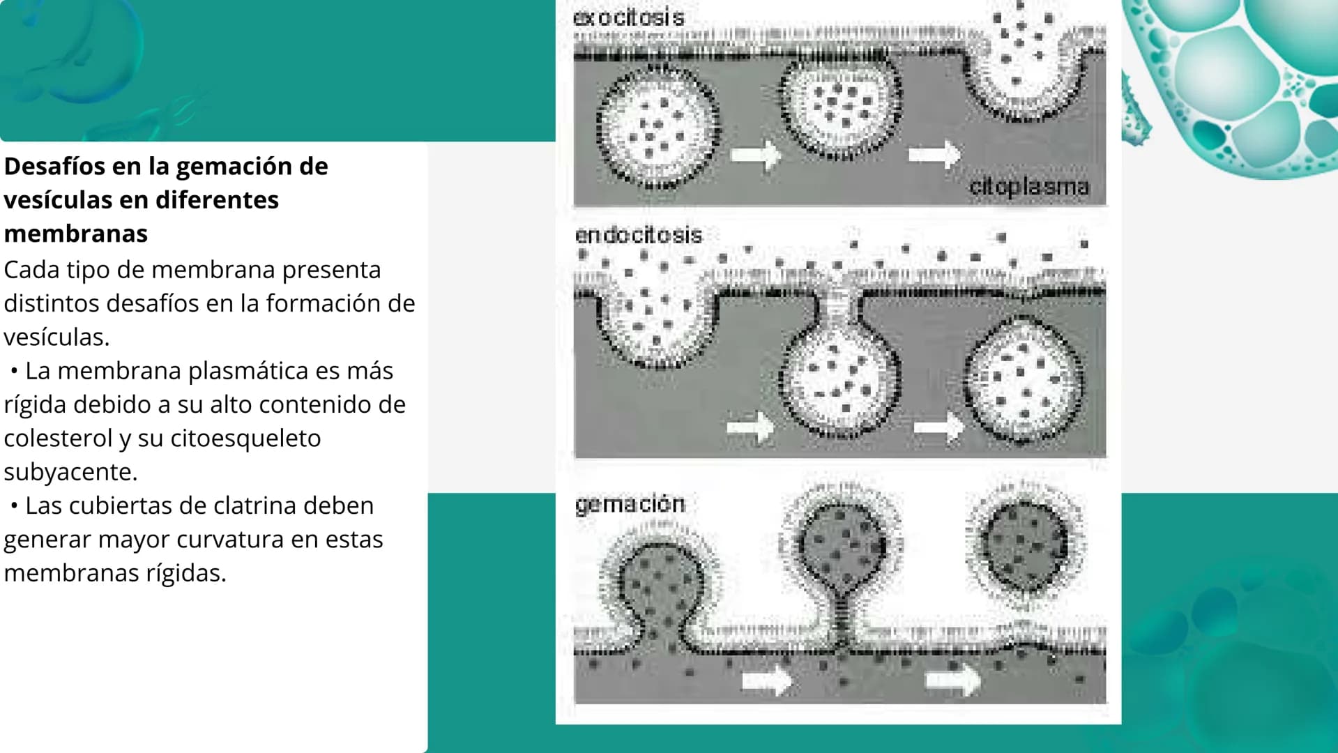 Células eucariotas tienen RE. Su membrana constituye más de
la mitad de la membrana total
Tiene forma de tubulos ramificados y sacos aplanad