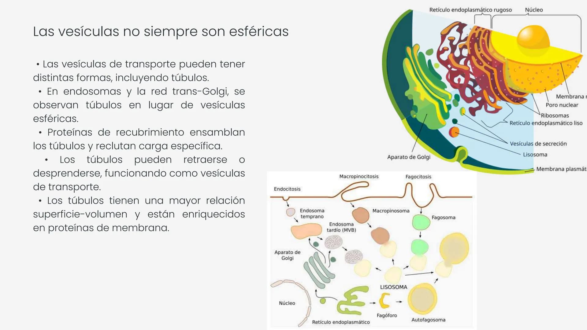Células eucariotas tienen RE. Su membrana constituye más de
la mitad de la membrana total
Tiene forma de tubulos ramificados y sacos aplanad