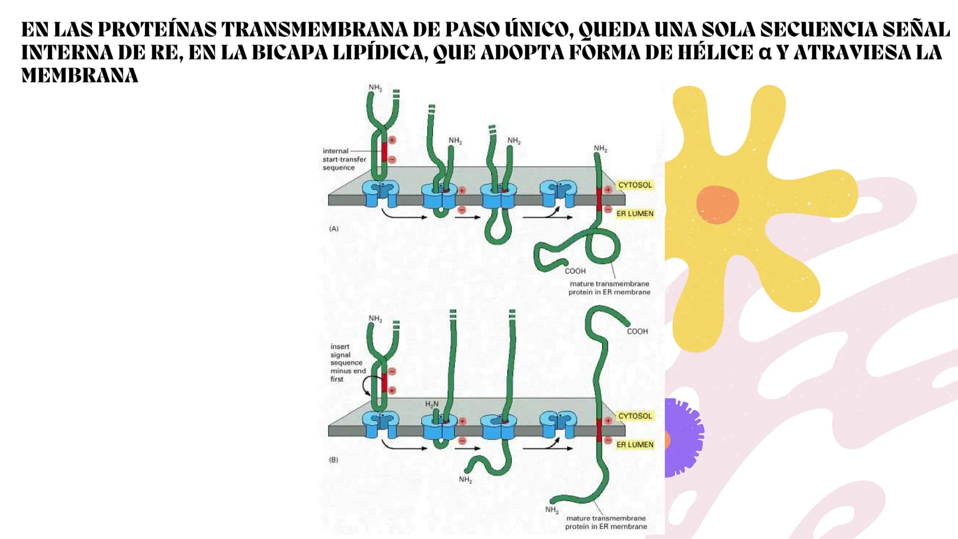Células eucariotas tienen RE. Su membrana constituye más de
la mitad de la membrana total
Tiene forma de tubulos ramificados y sacos aplanad