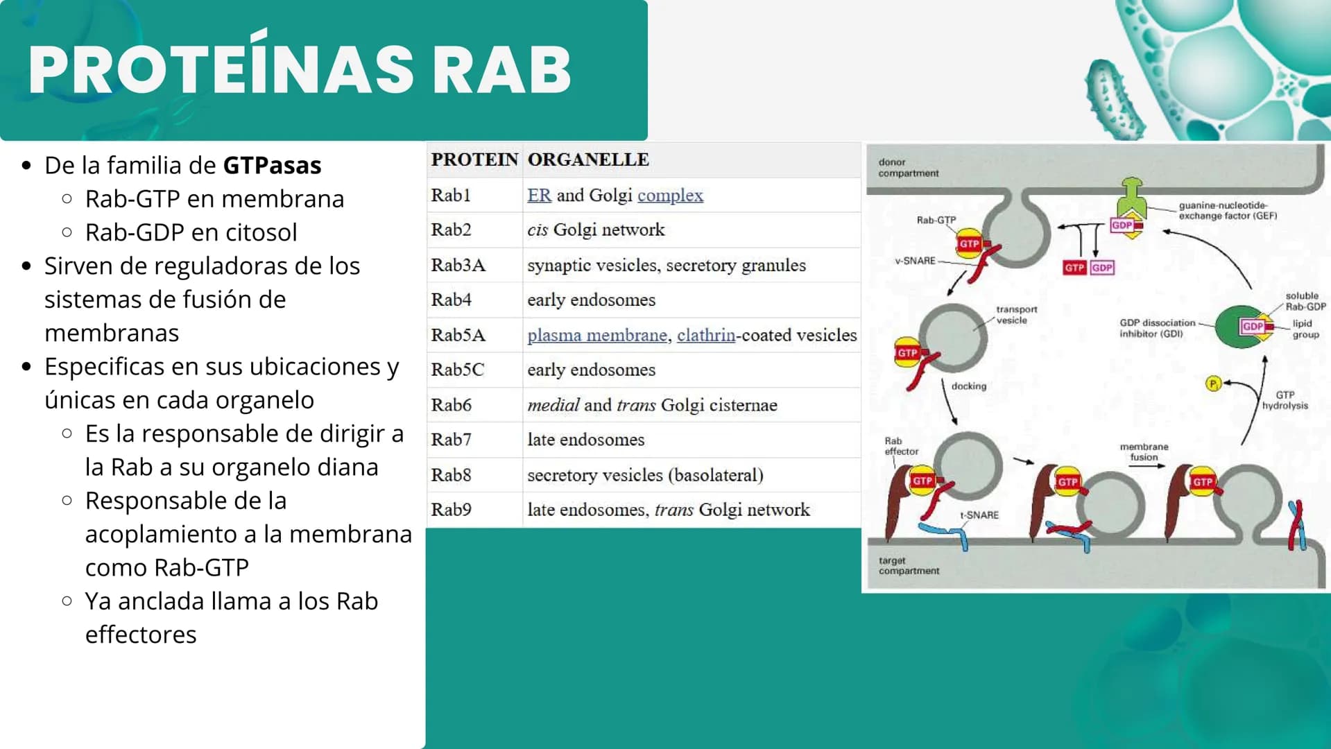 Células eucariotas tienen RE. Su membrana constituye más de
la mitad de la membrana total
Tiene forma de tubulos ramificados y sacos aplanad