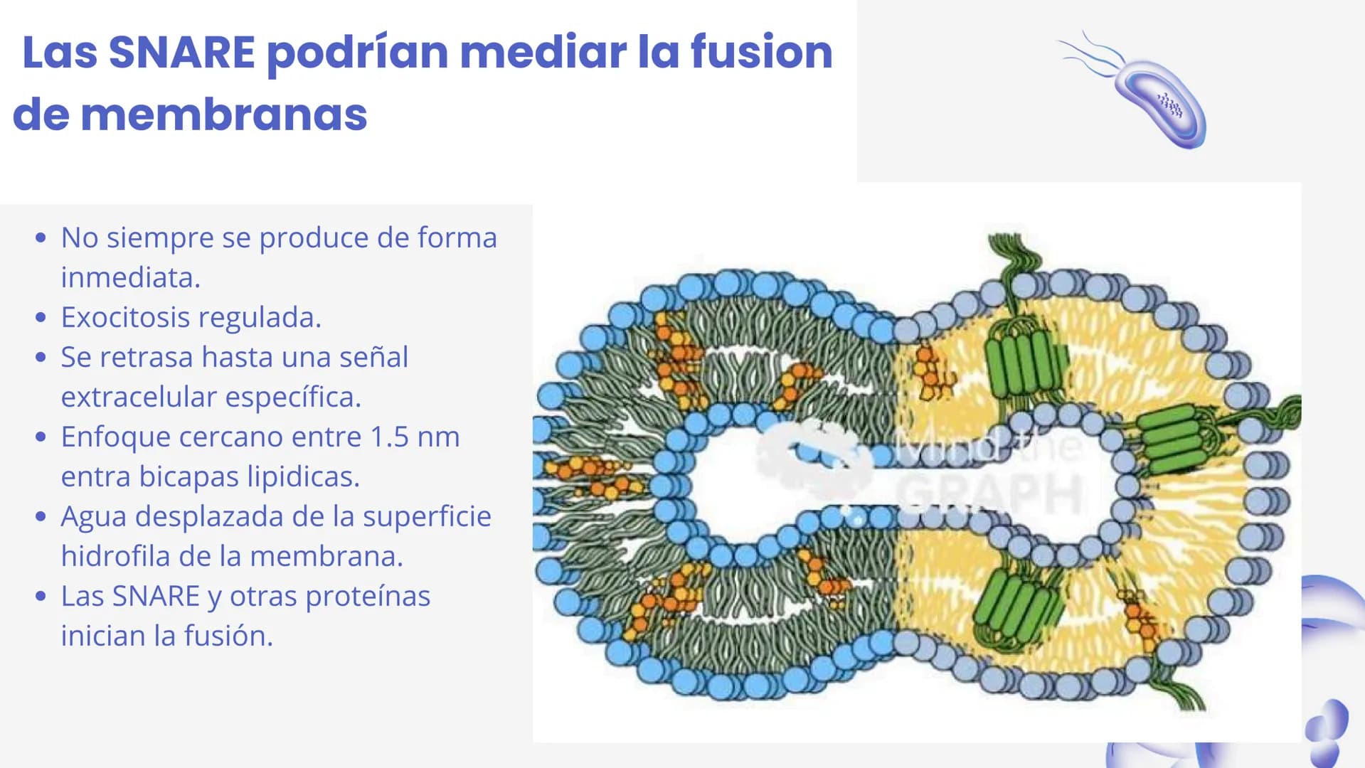 Células eucariotas tienen RE. Su membrana constituye más de
la mitad de la membrana total
Tiene forma de tubulos ramificados y sacos aplanad