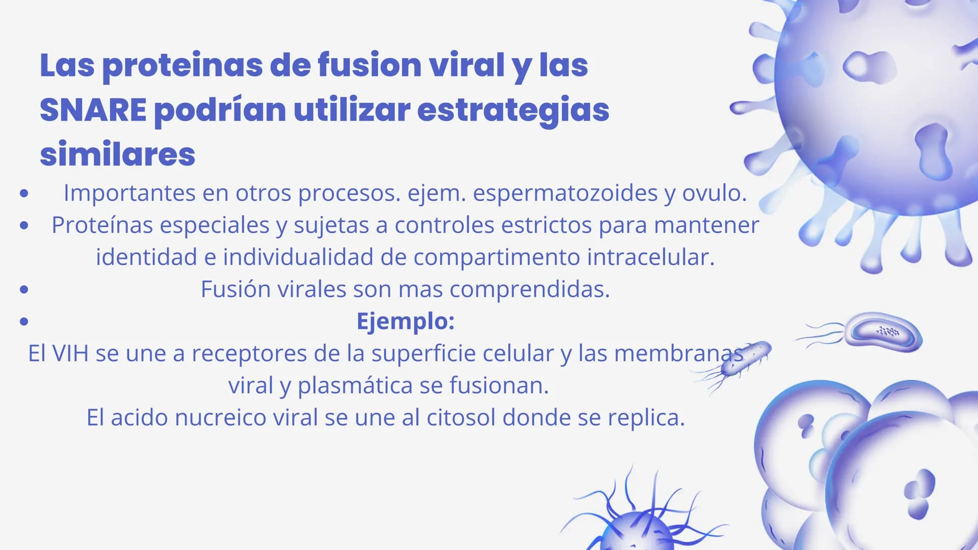 Células eucariotas tienen RE. Su membrana constituye más de
la mitad de la membrana total
Tiene forma de tubulos ramificados y sacos aplanad