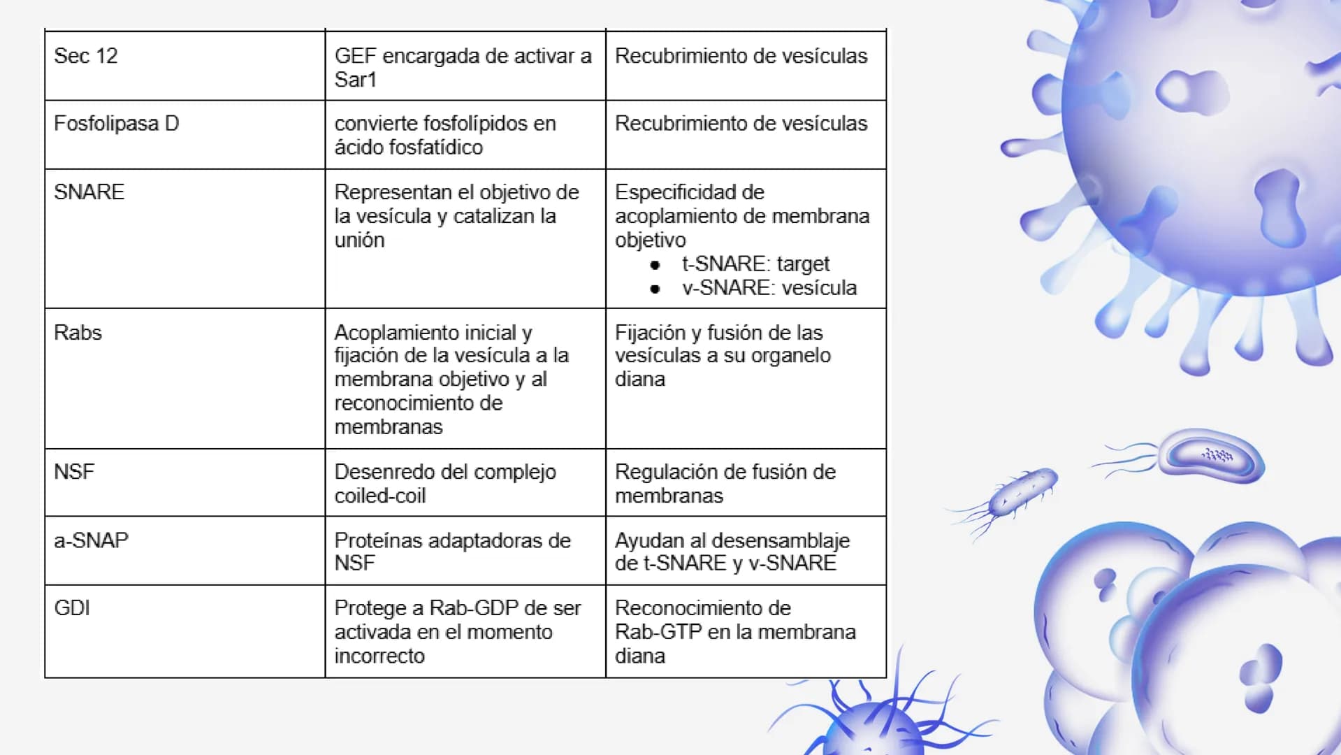 Células eucariotas tienen RE. Su membrana constituye más de
la mitad de la membrana total
Tiene forma de tubulos ramificados y sacos aplanad