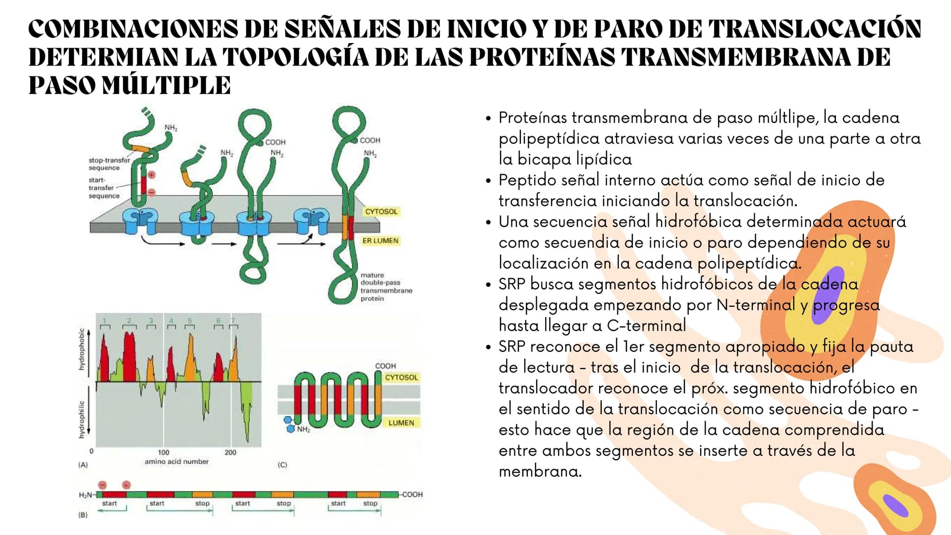 Células eucariotas tienen RE. Su membrana constituye más de
la mitad de la membrana total
Tiene forma de tubulos ramificados y sacos aplanad