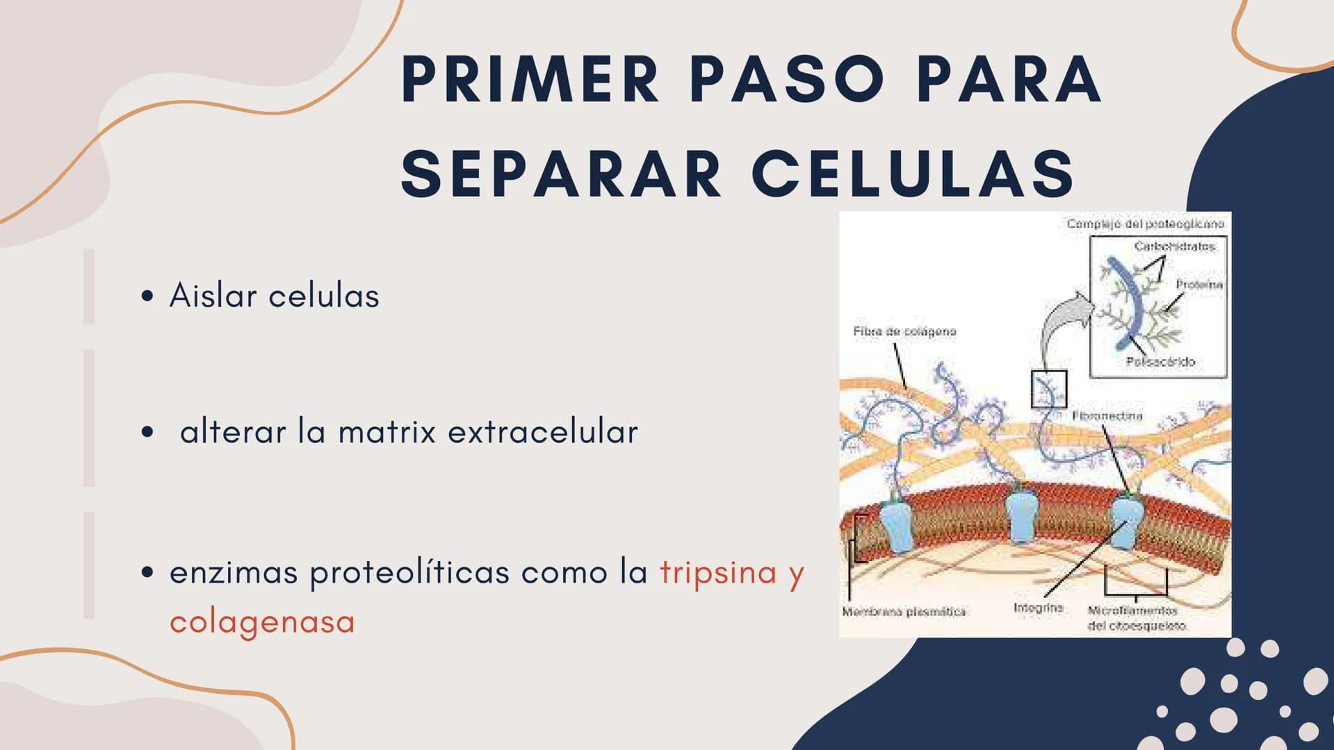 Células eucariotas tienen RE. Su membrana constituye más de
la mitad de la membrana total
Tiene forma de tubulos ramificados y sacos aplanad