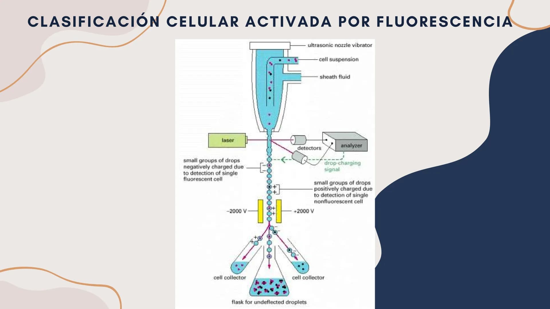 Células eucariotas tienen RE. Su membrana constituye más de
la mitad de la membrana total
Tiene forma de tubulos ramificados y sacos aplanad