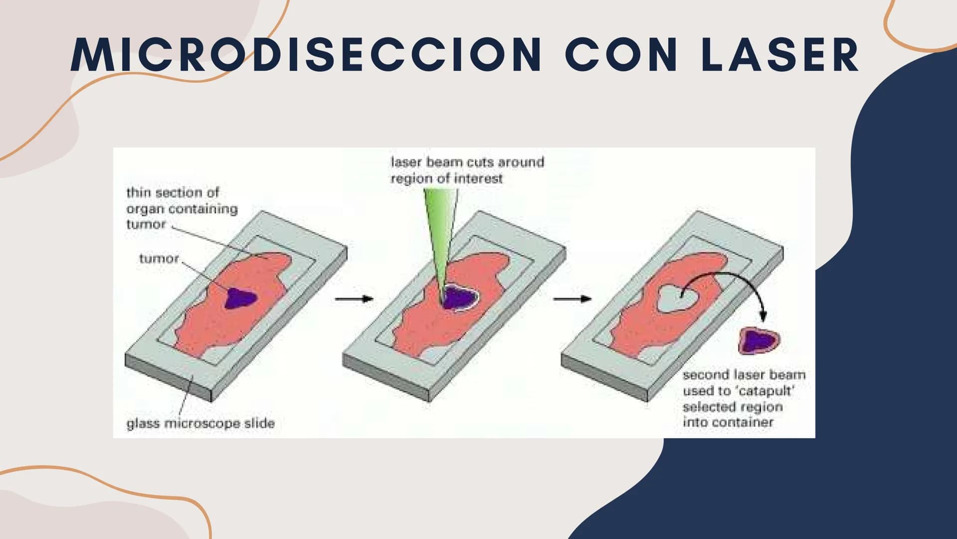 Células eucariotas tienen RE. Su membrana constituye más de
la mitad de la membrana total
Tiene forma de tubulos ramificados y sacos aplanad