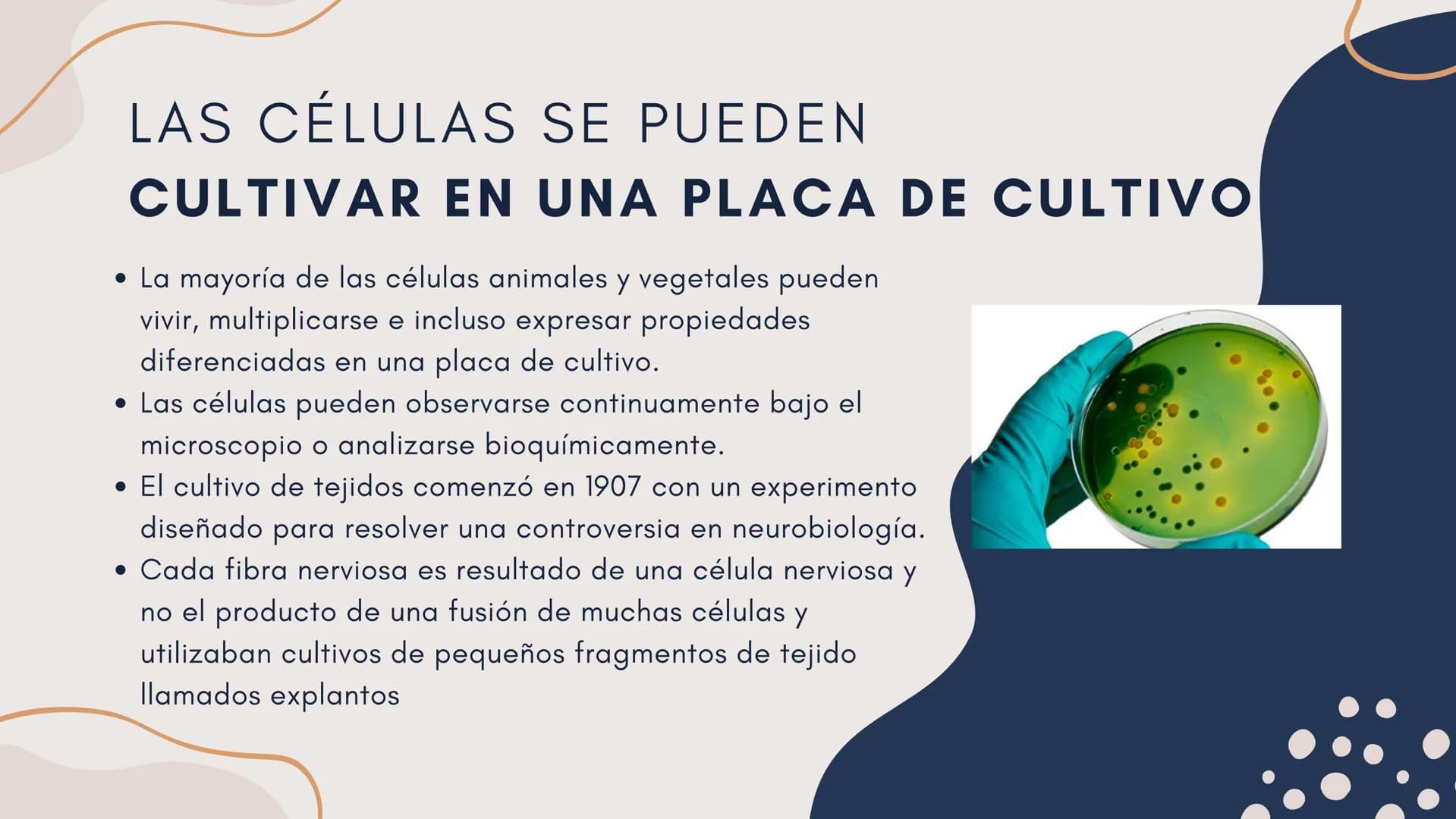 Células eucariotas tienen RE. Su membrana constituye más de
la mitad de la membrana total
Tiene forma de tubulos ramificados y sacos aplanad