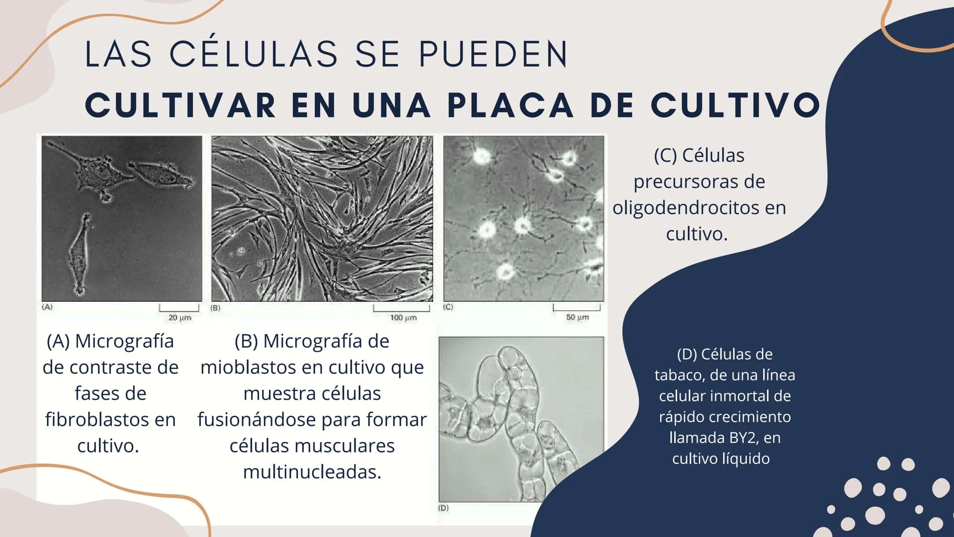 Células eucariotas tienen RE. Su membrana constituye más de
la mitad de la membrana total
Tiene forma de tubulos ramificados y sacos aplanad