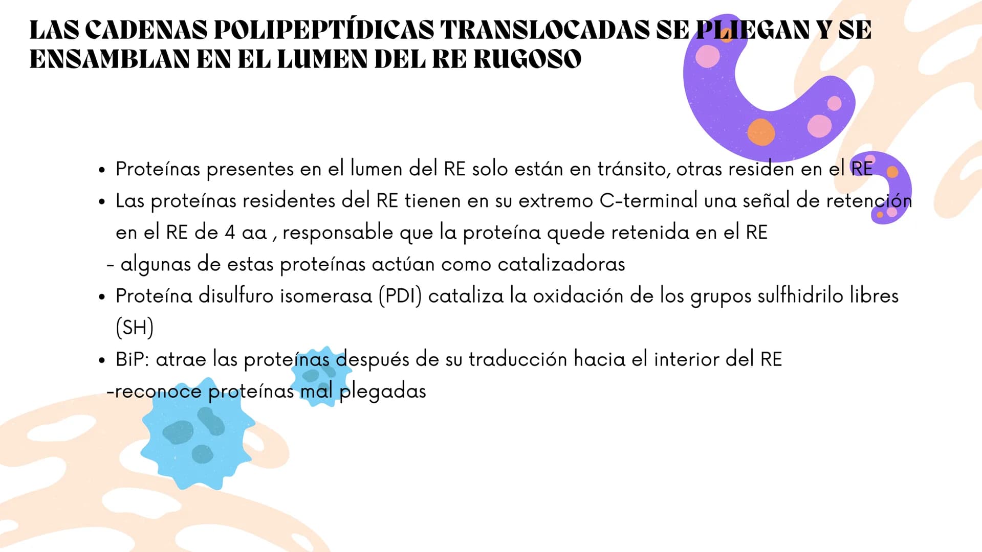 Células eucariotas tienen RE. Su membrana constituye más de
la mitad de la membrana total
Tiene forma de tubulos ramificados y sacos aplanad