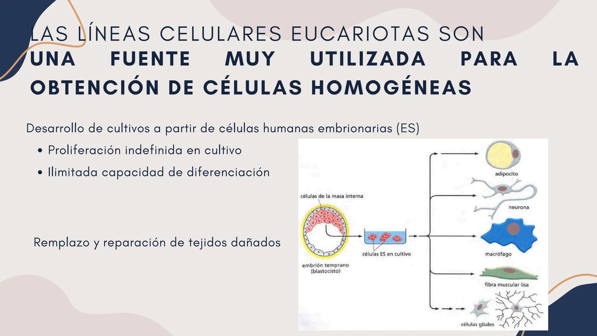 Células eucariotas tienen RE. Su membrana constituye más de
la mitad de la membrana total
Tiene forma de tubulos ramificados y sacos aplanad