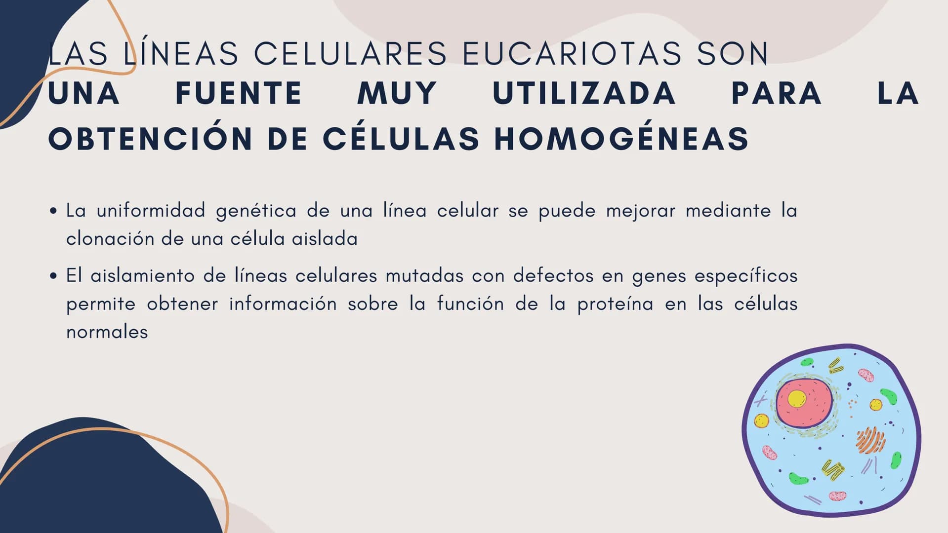 Células eucariotas tienen RE. Su membrana constituye más de
la mitad de la membrana total
Tiene forma de tubulos ramificados y sacos aplanad