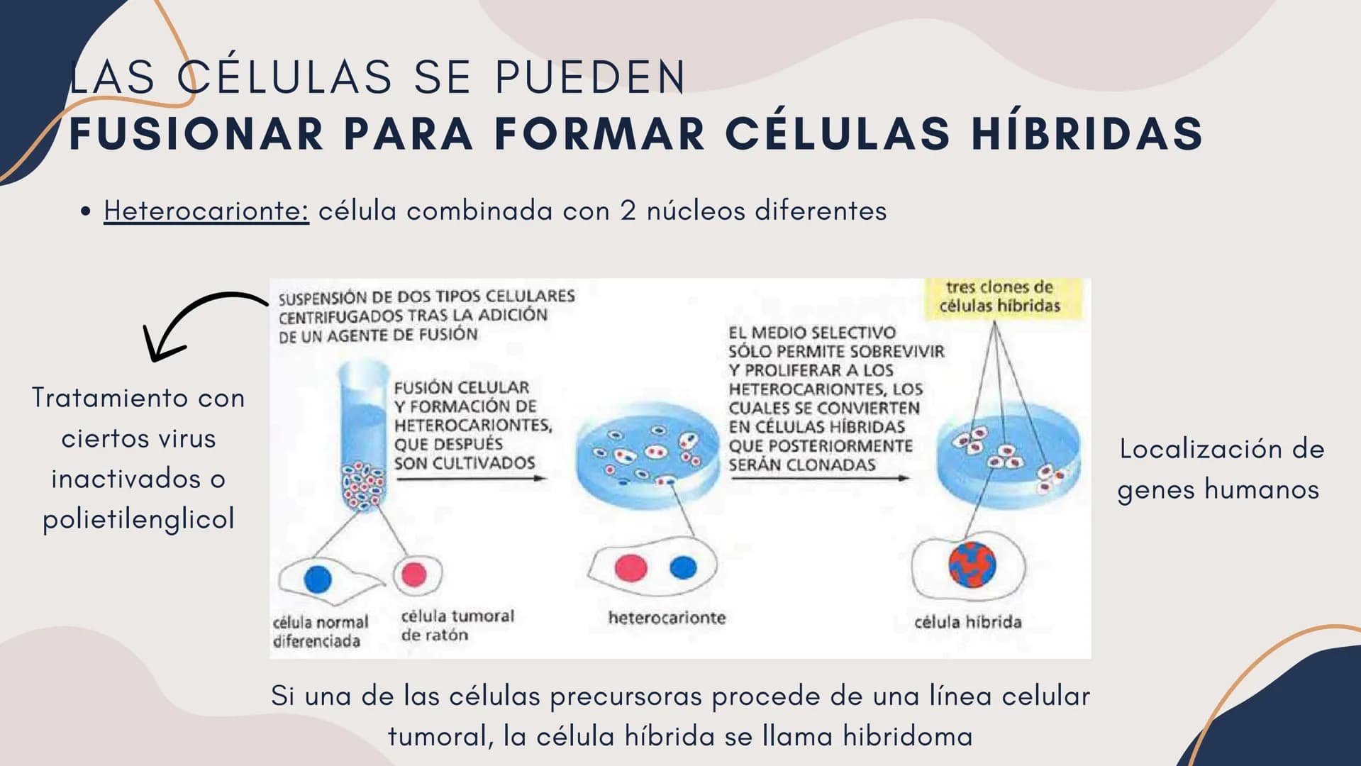 Células eucariotas tienen RE. Su membrana constituye más de
la mitad de la membrana total
Tiene forma de tubulos ramificados y sacos aplanad
