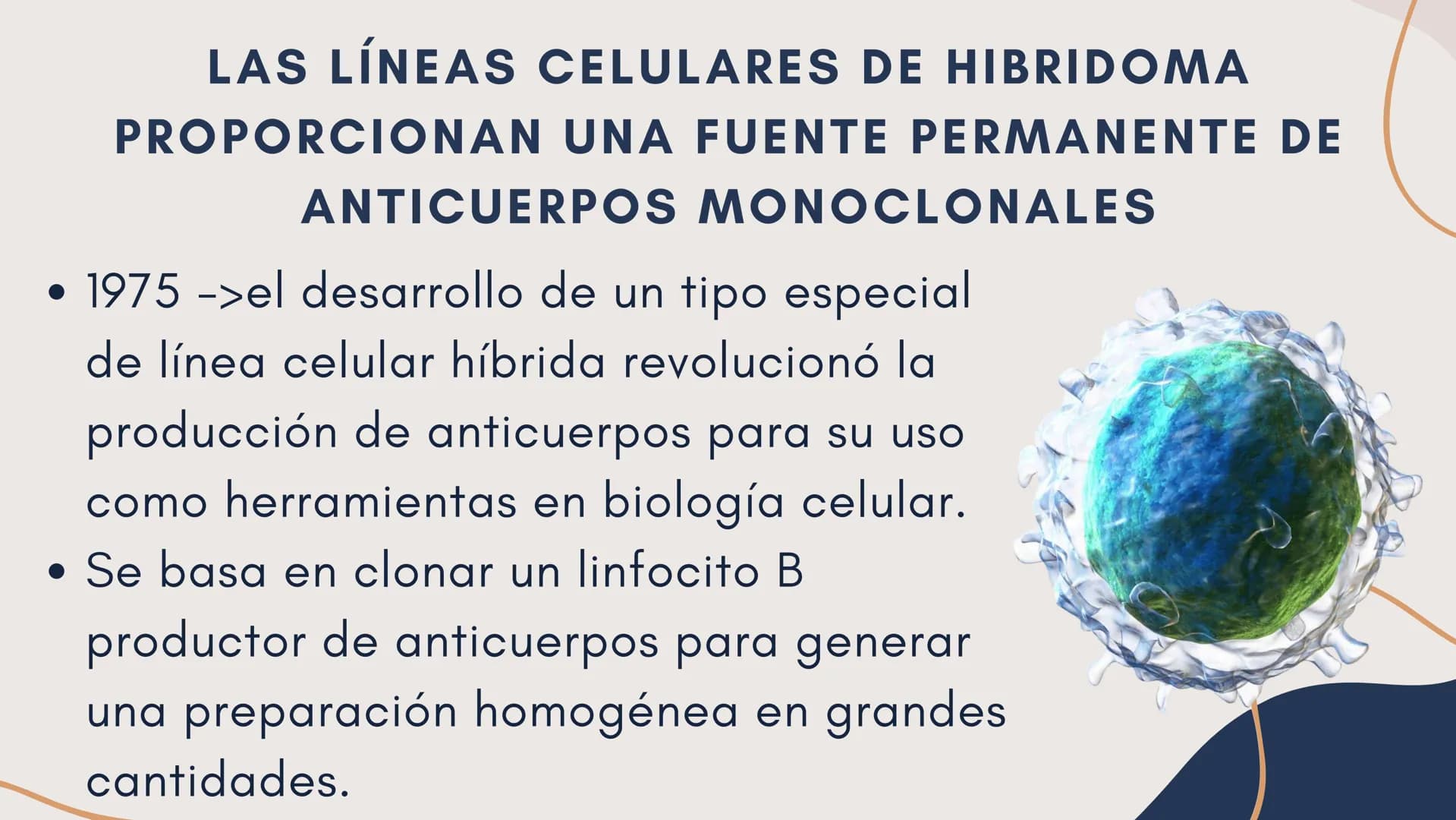 Células eucariotas tienen RE. Su membrana constituye más de
la mitad de la membrana total
Tiene forma de tubulos ramificados y sacos aplanad