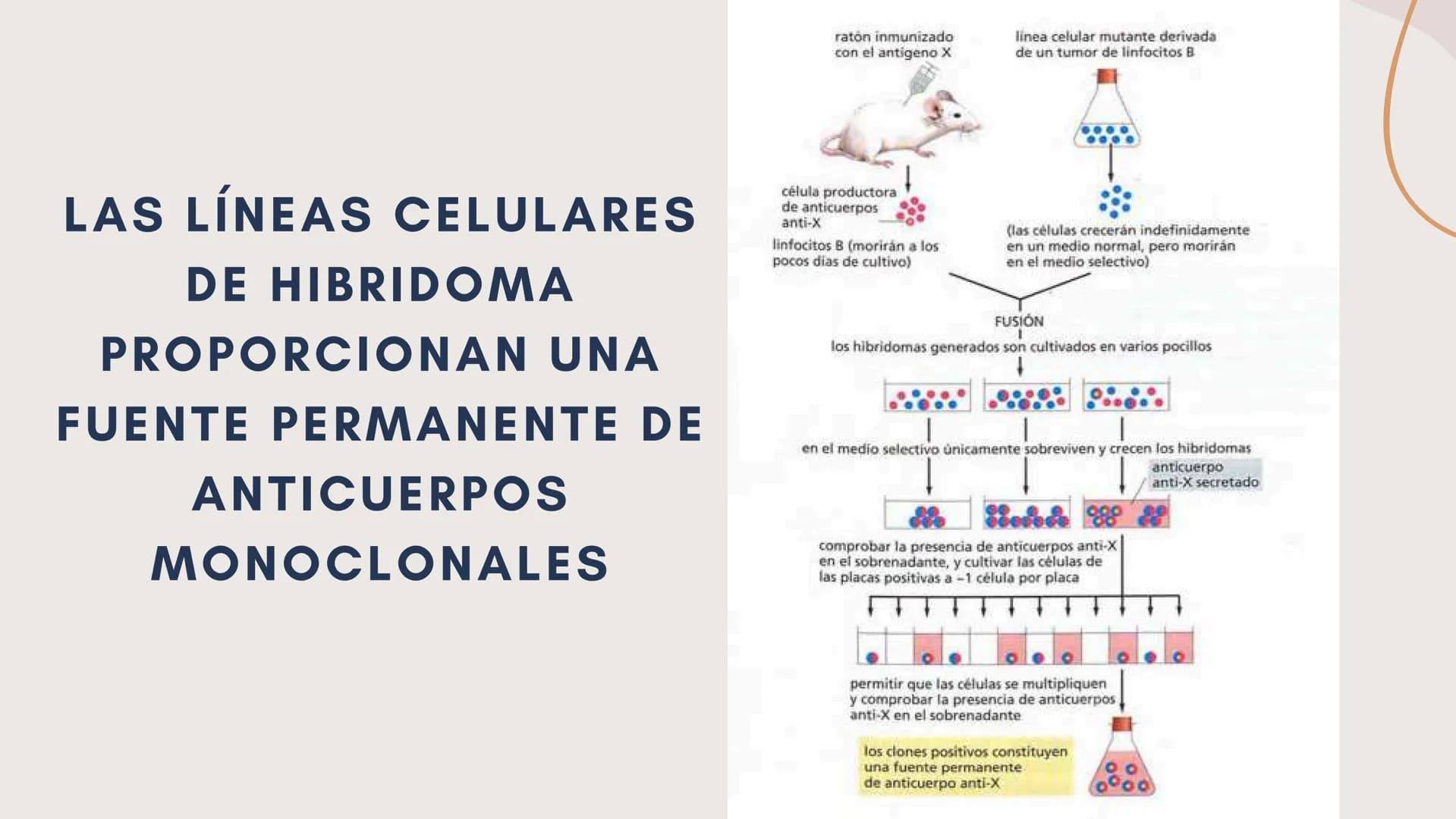 Células eucariotas tienen RE. Su membrana constituye más de
la mitad de la membrana total
Tiene forma de tubulos ramificados y sacos aplanad
