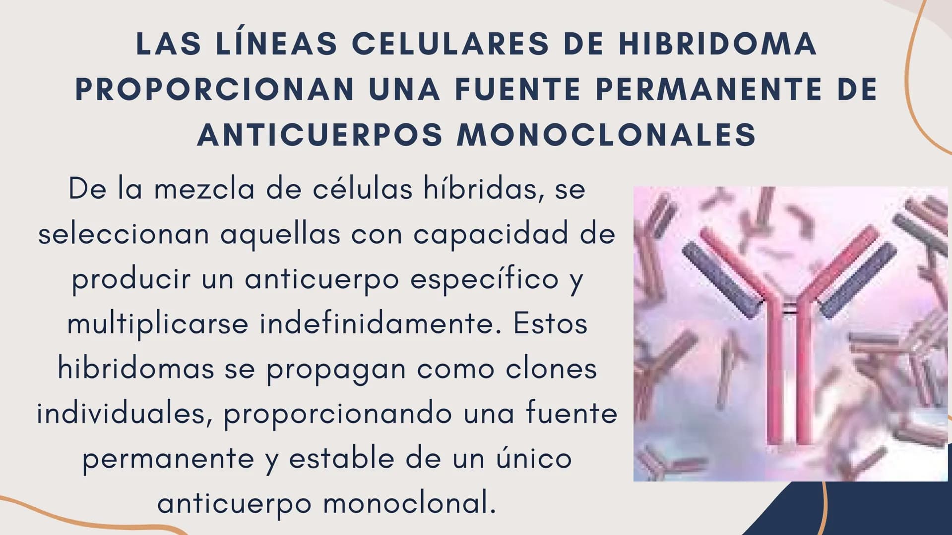 Células eucariotas tienen RE. Su membrana constituye más de
la mitad de la membrana total
Tiene forma de tubulos ramificados y sacos aplanad