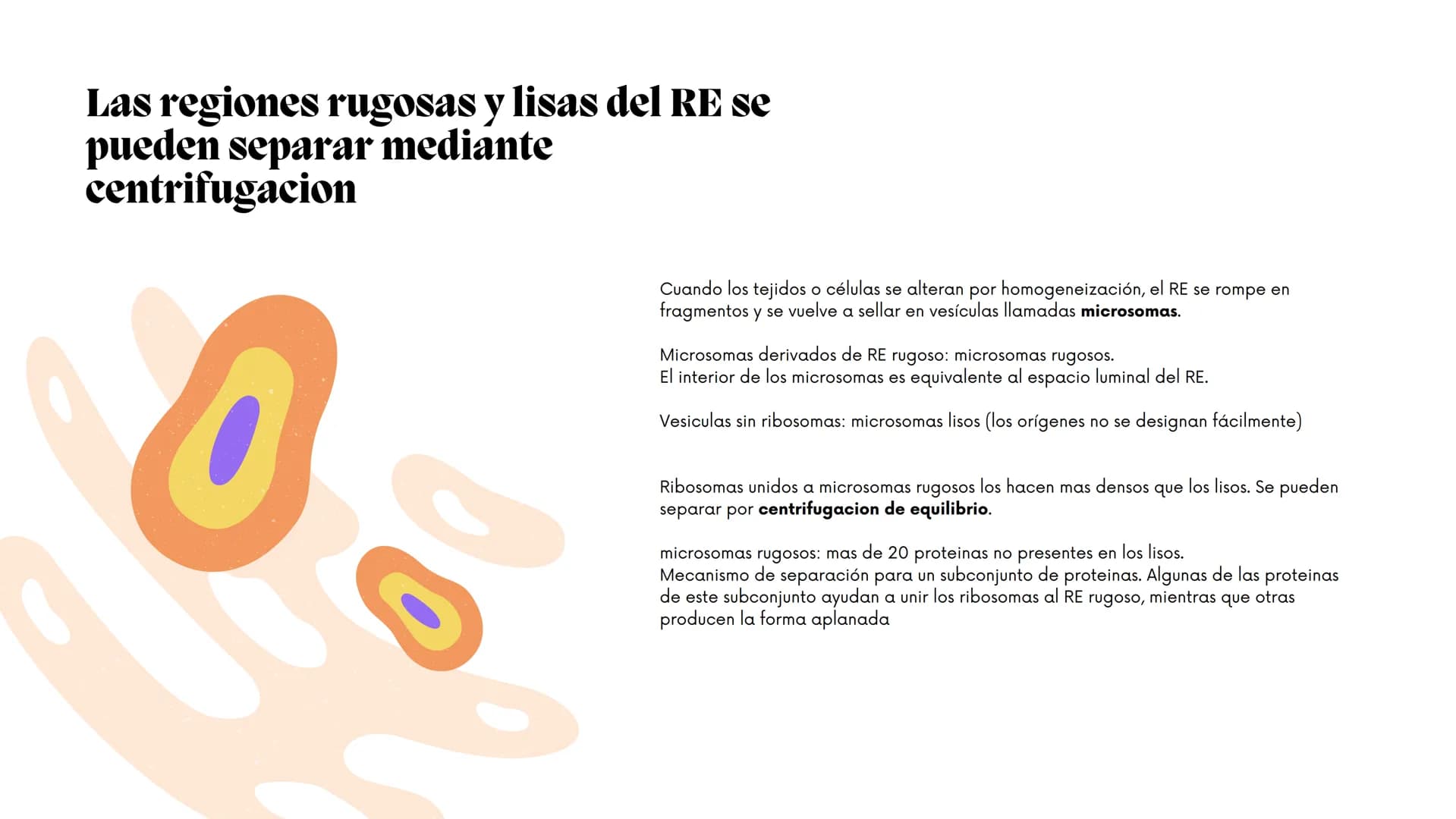 Células eucariotas tienen RE. Su membrana constituye más de
la mitad de la membrana total
Tiene forma de tubulos ramificados y sacos aplanad