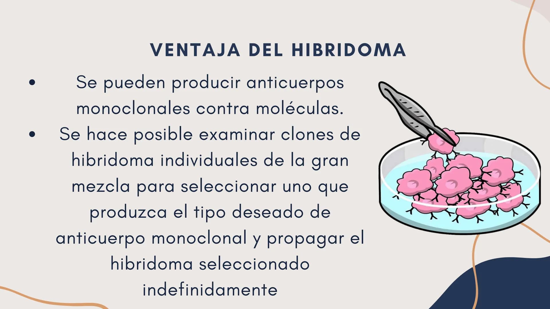 Células eucariotas tienen RE. Su membrana constituye más de
la mitad de la membrana total
Tiene forma de tubulos ramificados y sacos aplanad