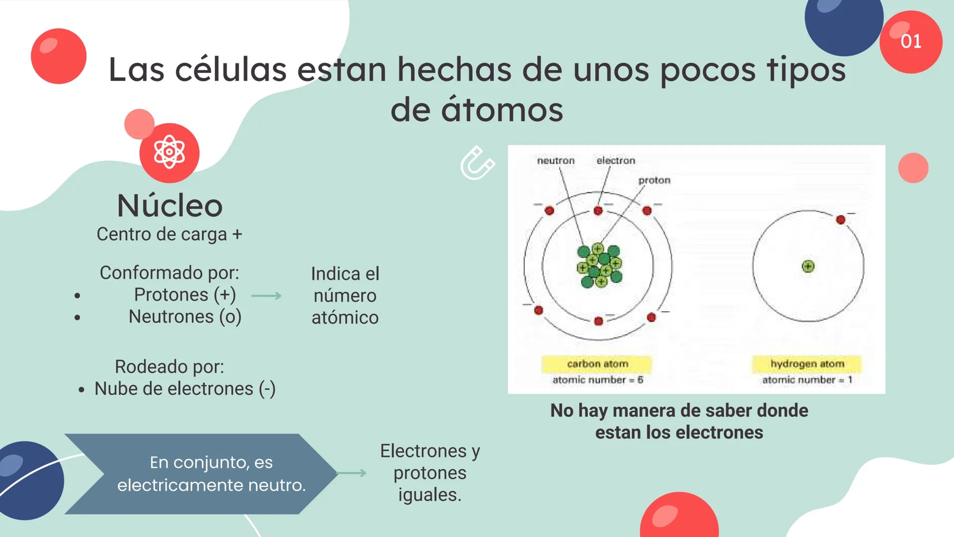 Células eucariotas tienen RE. Su membrana constituye más de
la mitad de la membrana total
Tiene forma de tubulos ramificados y sacos aplanad