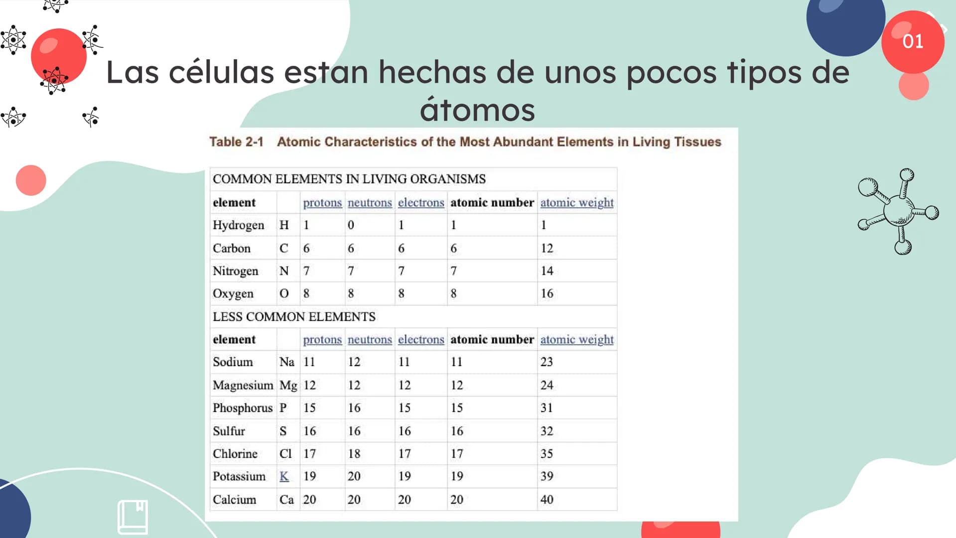 Células eucariotas tienen RE. Su membrana constituye más de
la mitad de la membrana total
Tiene forma de tubulos ramificados y sacos aplanad