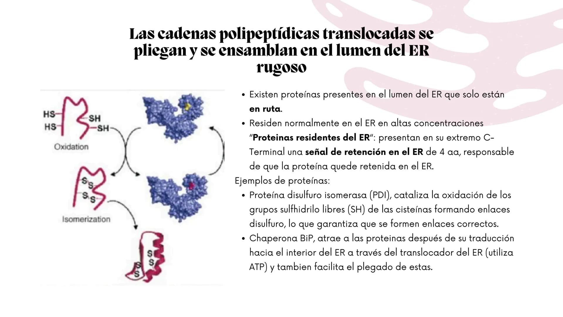 Células eucariotas tienen RE. Su membrana constituye más de
la mitad de la membrana total
Tiene forma de tubulos ramificados y sacos aplanad