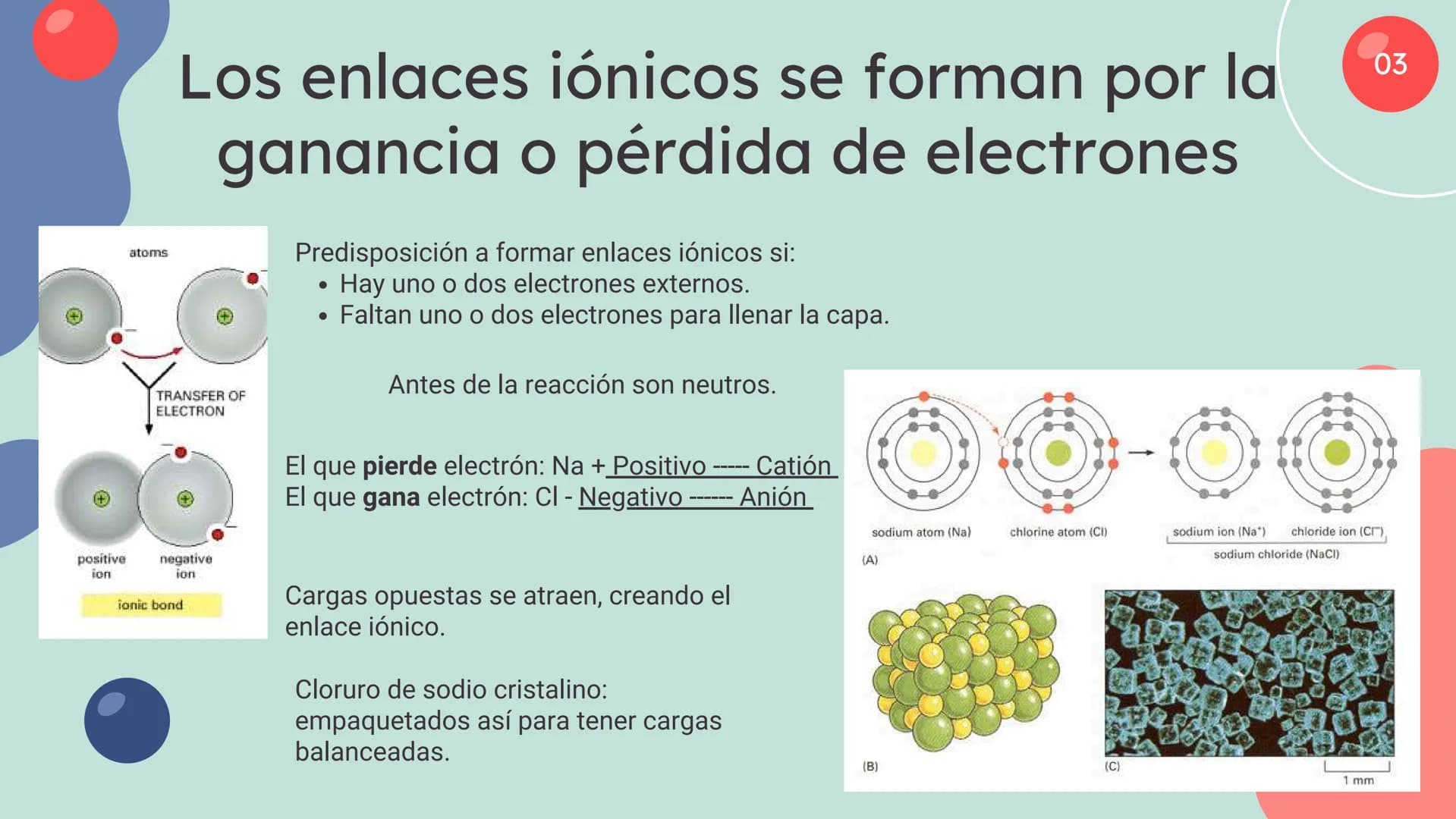 Células eucariotas tienen RE. Su membrana constituye más de
la mitad de la membrana total
Tiene forma de tubulos ramificados y sacos aplanad