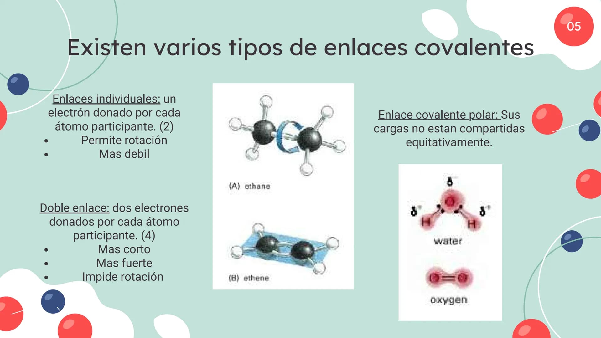 Células eucariotas tienen RE. Su membrana constituye más de
la mitad de la membrana total
Tiene forma de tubulos ramificados y sacos aplanad