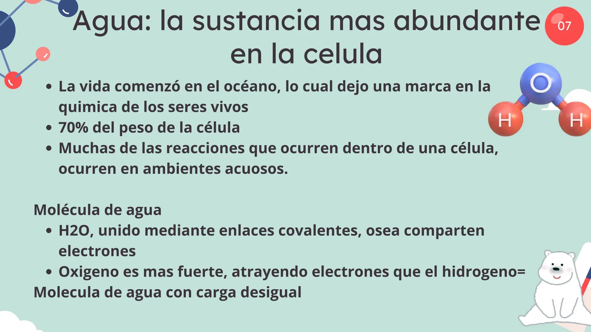 Células eucariotas tienen RE. Su membrana constituye más de
la mitad de la membrana total
Tiene forma de tubulos ramificados y sacos aplanad