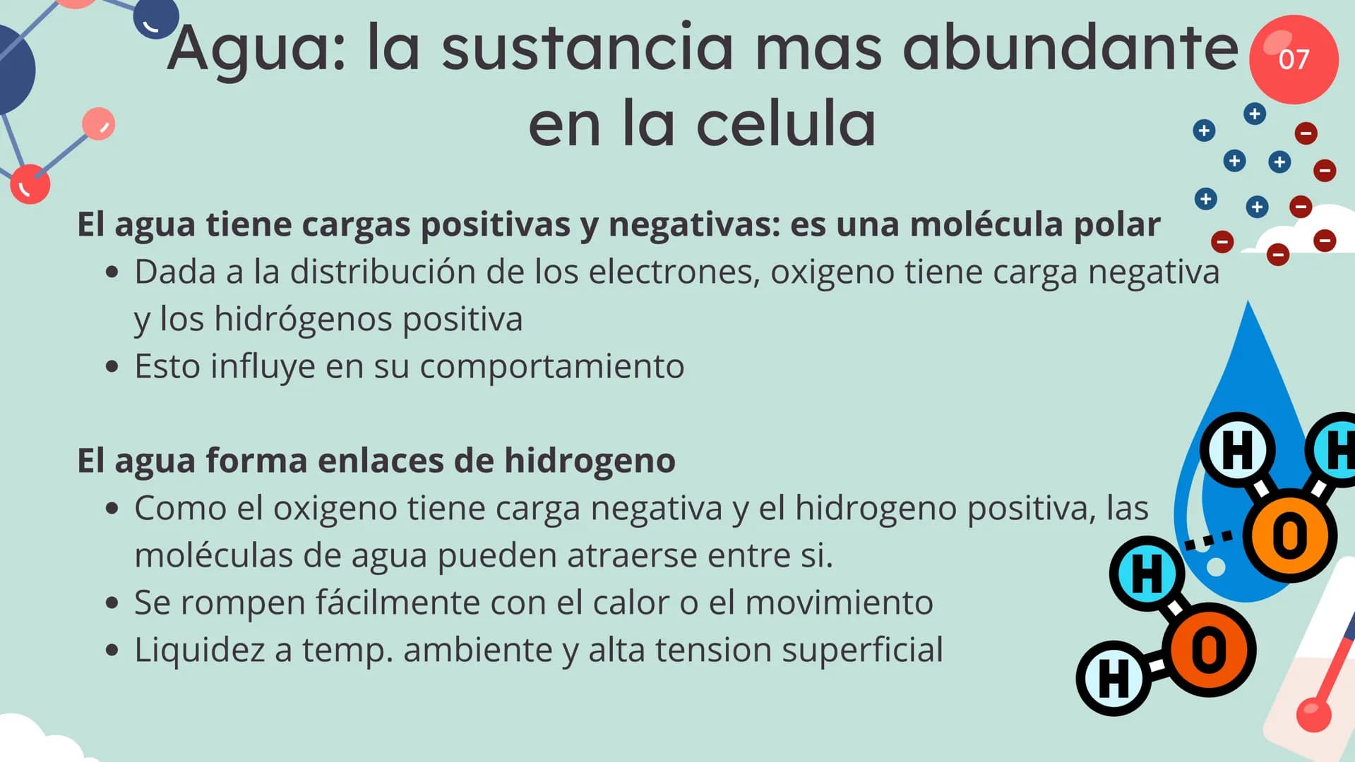 Células eucariotas tienen RE. Su membrana constituye más de
la mitad de la membrana total
Tiene forma de tubulos ramificados y sacos aplanad
