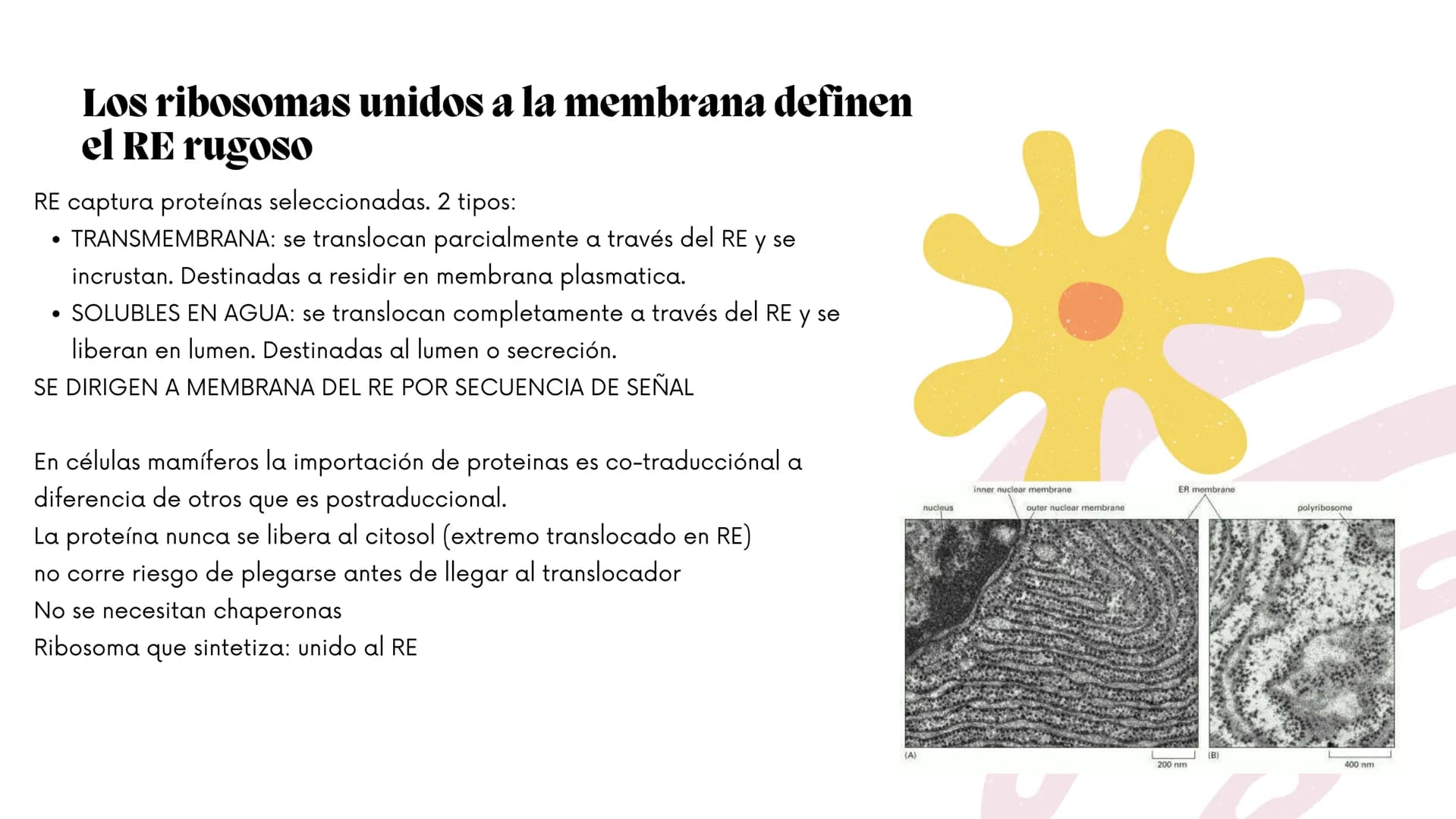Células eucariotas tienen RE. Su membrana constituye más de
la mitad de la membrana total
Tiene forma de tubulos ramificados y sacos aplanad