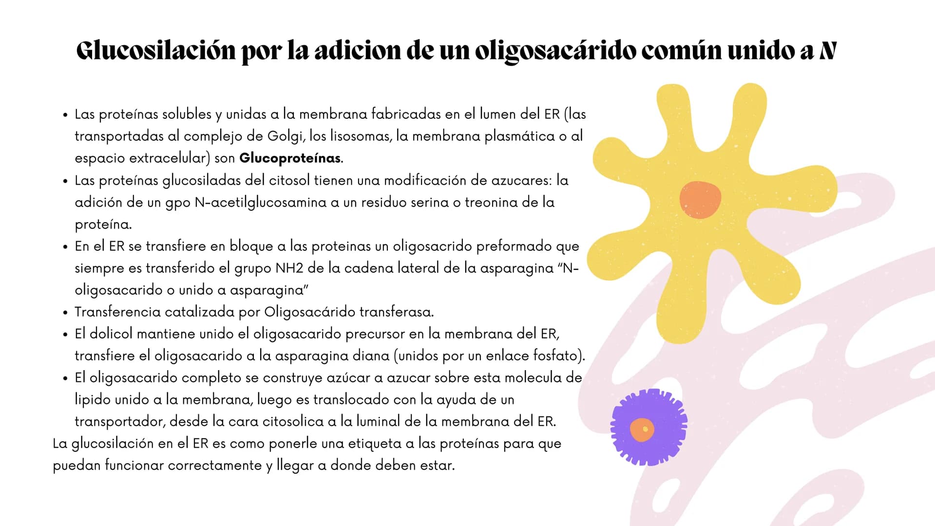 Células eucariotas tienen RE. Su membrana constituye más de
la mitad de la membrana total
Tiene forma de tubulos ramificados y sacos aplanad