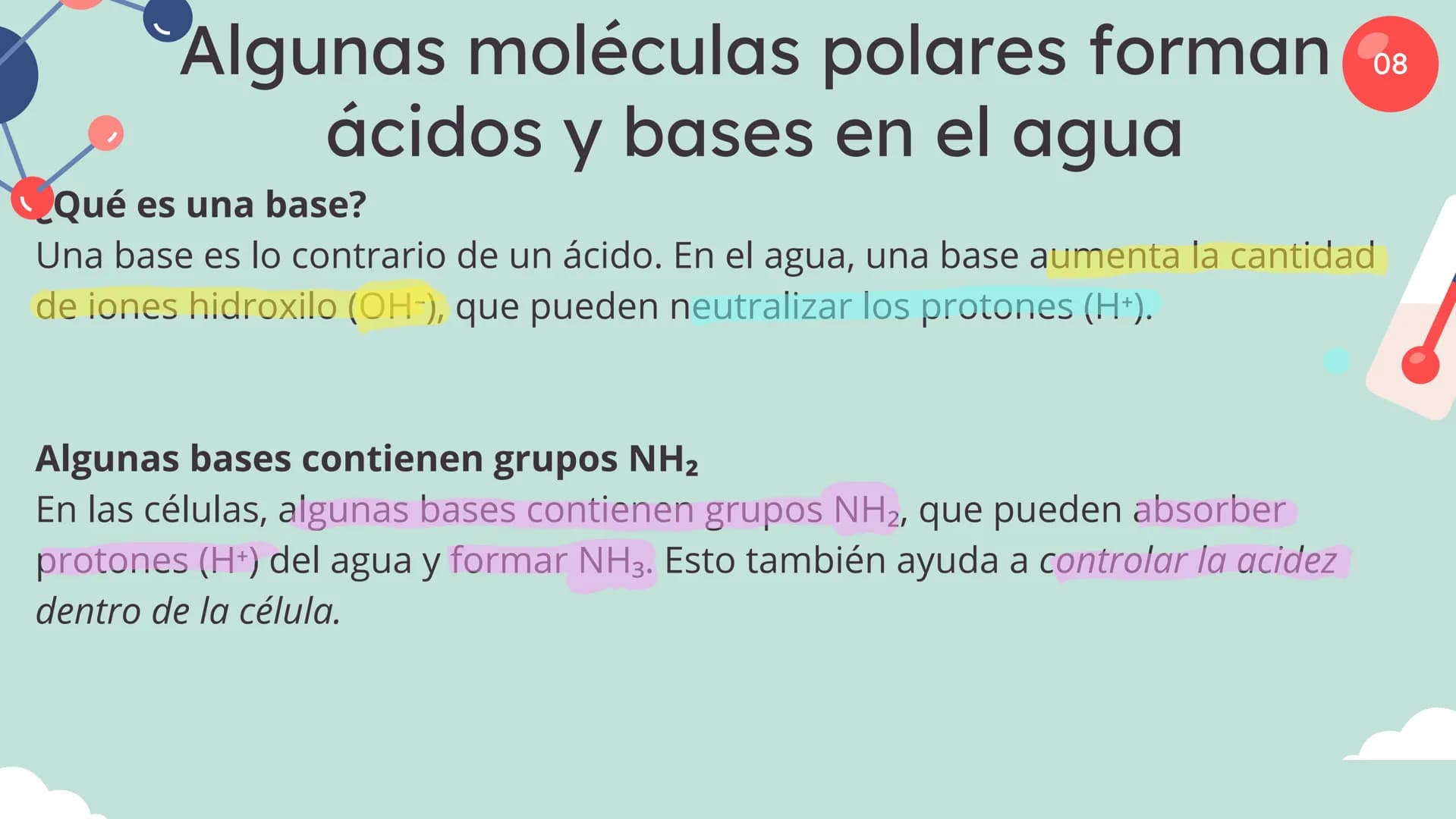 Células eucariotas tienen RE. Su membrana constituye más de
la mitad de la membrana total
Tiene forma de tubulos ramificados y sacos aplanad