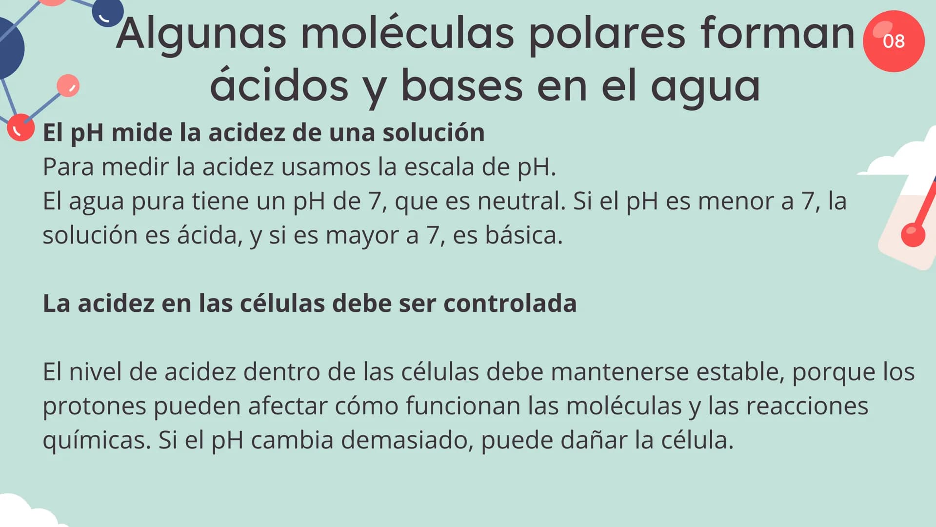 Células eucariotas tienen RE. Su membrana constituye más de
la mitad de la membrana total
Tiene forma de tubulos ramificados y sacos aplanad