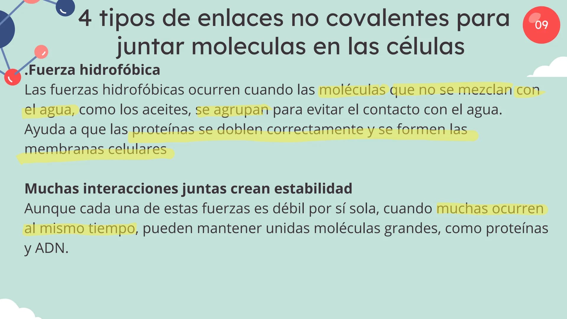 Células eucariotas tienen RE. Su membrana constituye más de
la mitad de la membrana total
Tiene forma de tubulos ramificados y sacos aplanad