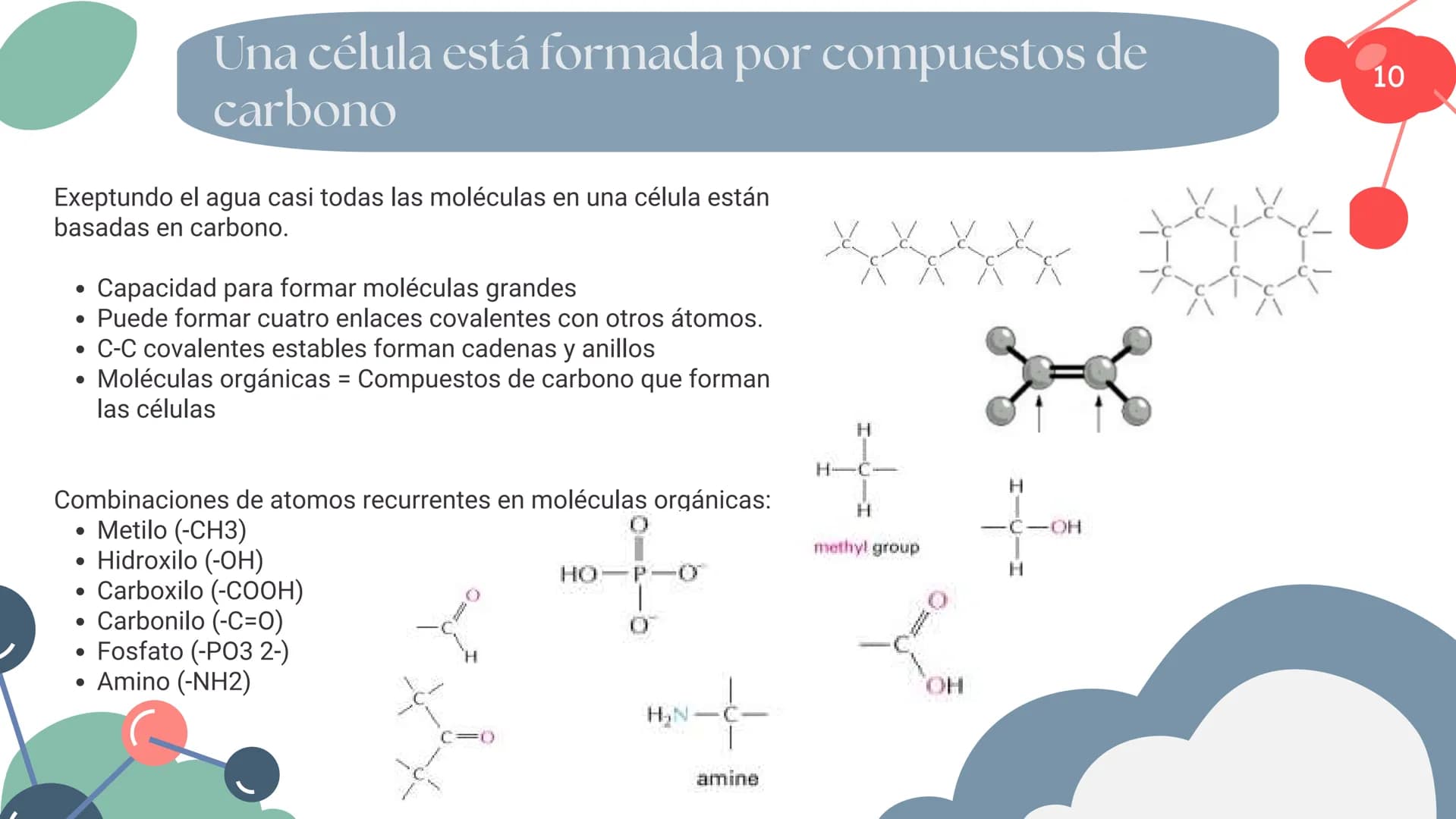 Células eucariotas tienen RE. Su membrana constituye más de
la mitad de la membrana total
Tiene forma de tubulos ramificados y sacos aplanad