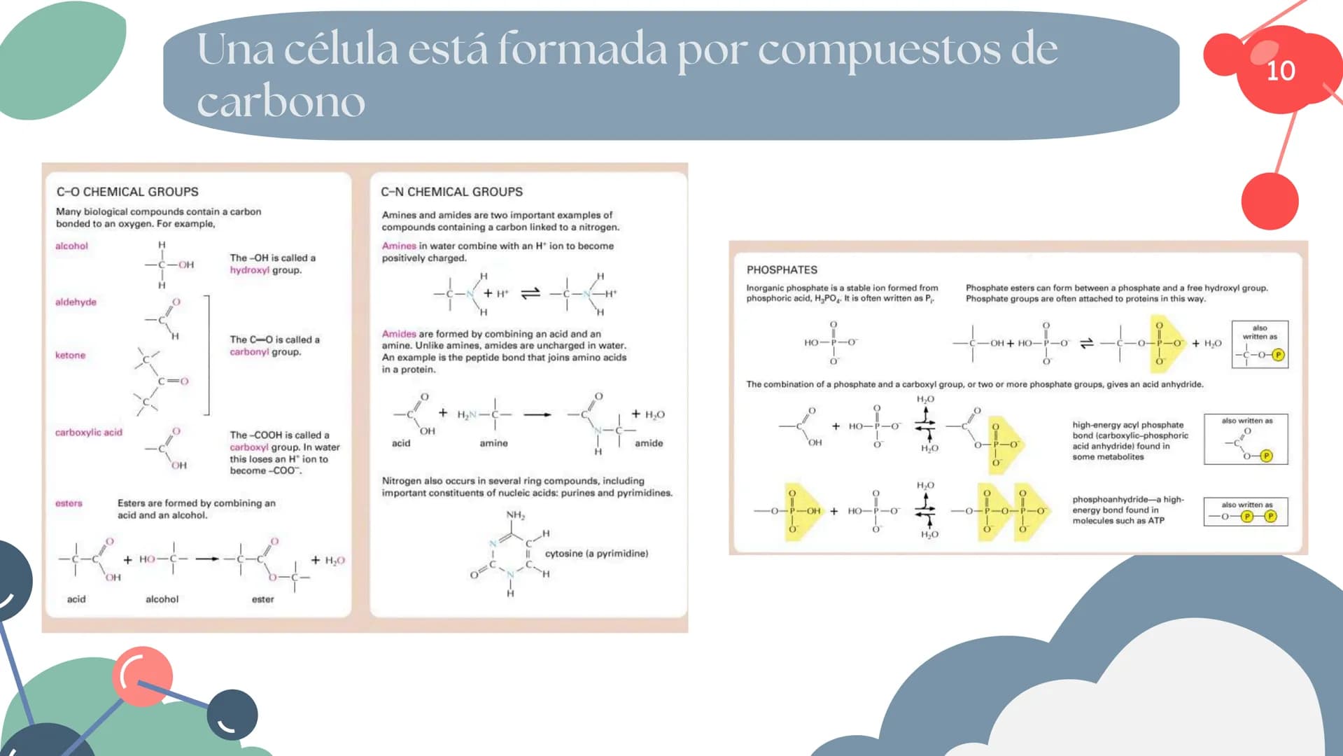 Células eucariotas tienen RE. Su membrana constituye más de
la mitad de la membrana total
Tiene forma de tubulos ramificados y sacos aplanad