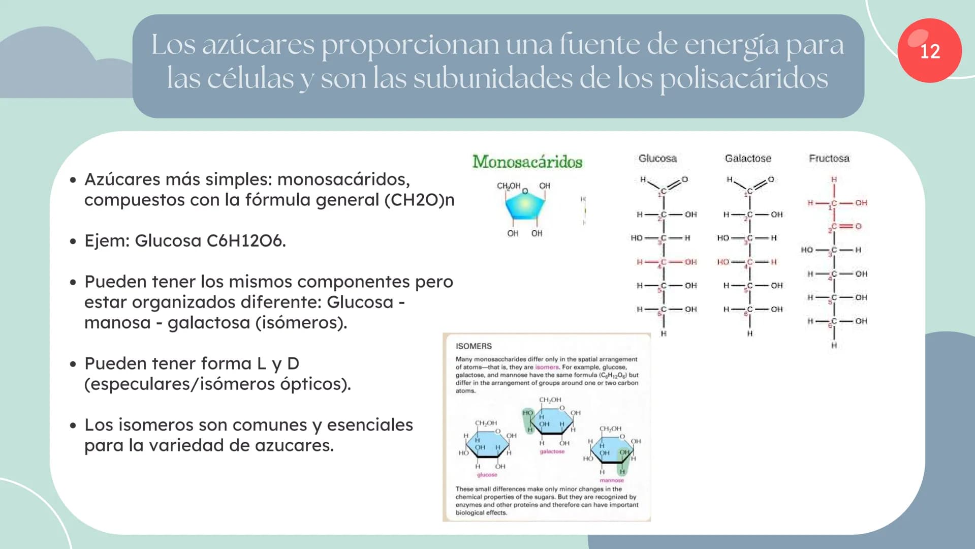 Células eucariotas tienen RE. Su membrana constituye más de
la mitad de la membrana total
Tiene forma de tubulos ramificados y sacos aplanad