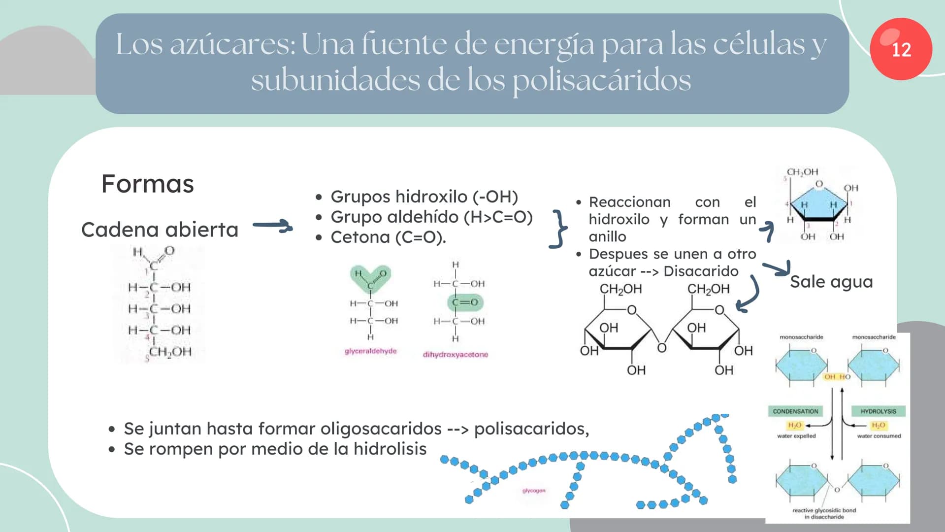Células eucariotas tienen RE. Su membrana constituye más de
la mitad de la membrana total
Tiene forma de tubulos ramificados y sacos aplanad