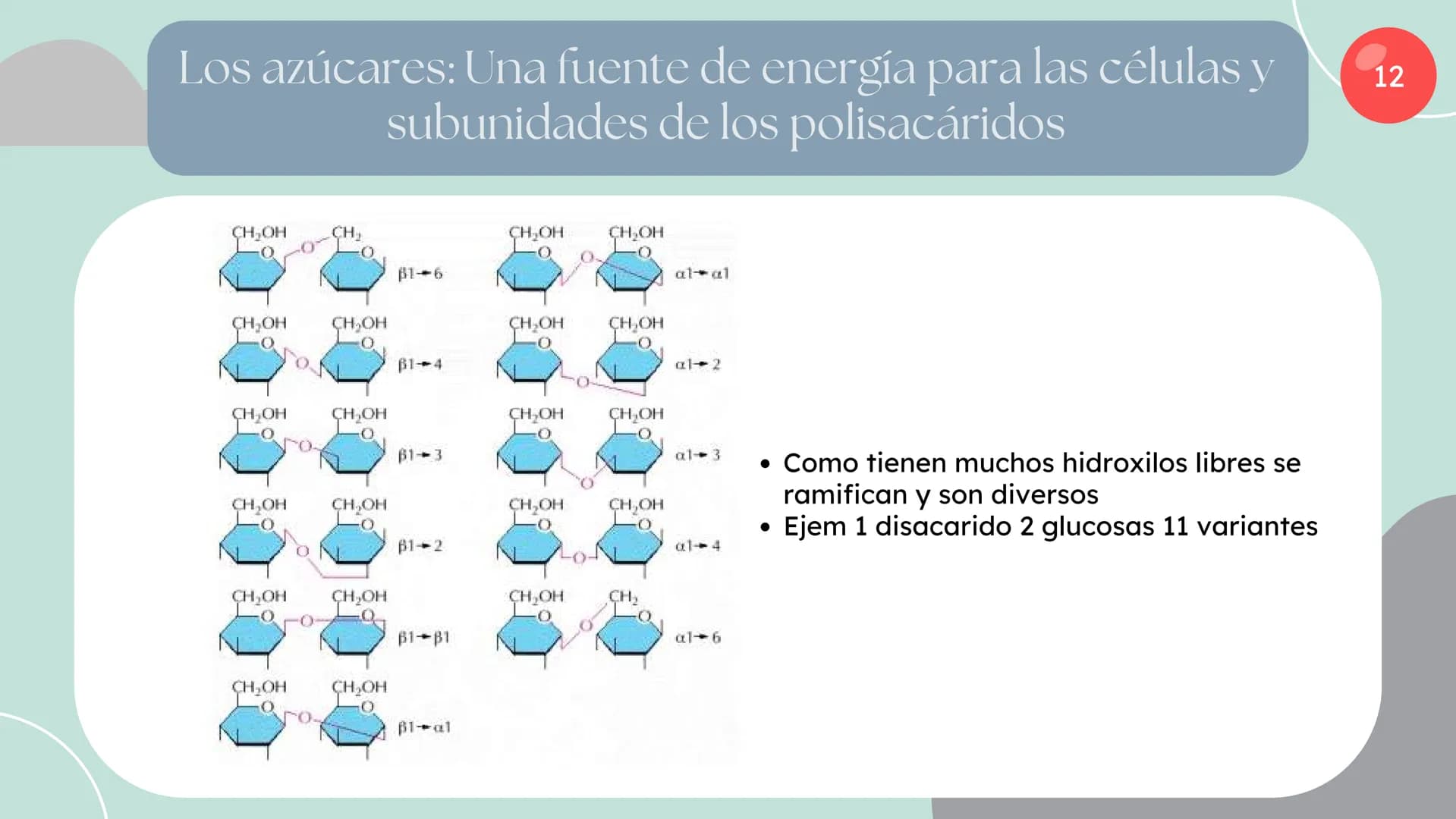 Células eucariotas tienen RE. Su membrana constituye más de
la mitad de la membrana total
Tiene forma de tubulos ramificados y sacos aplanad