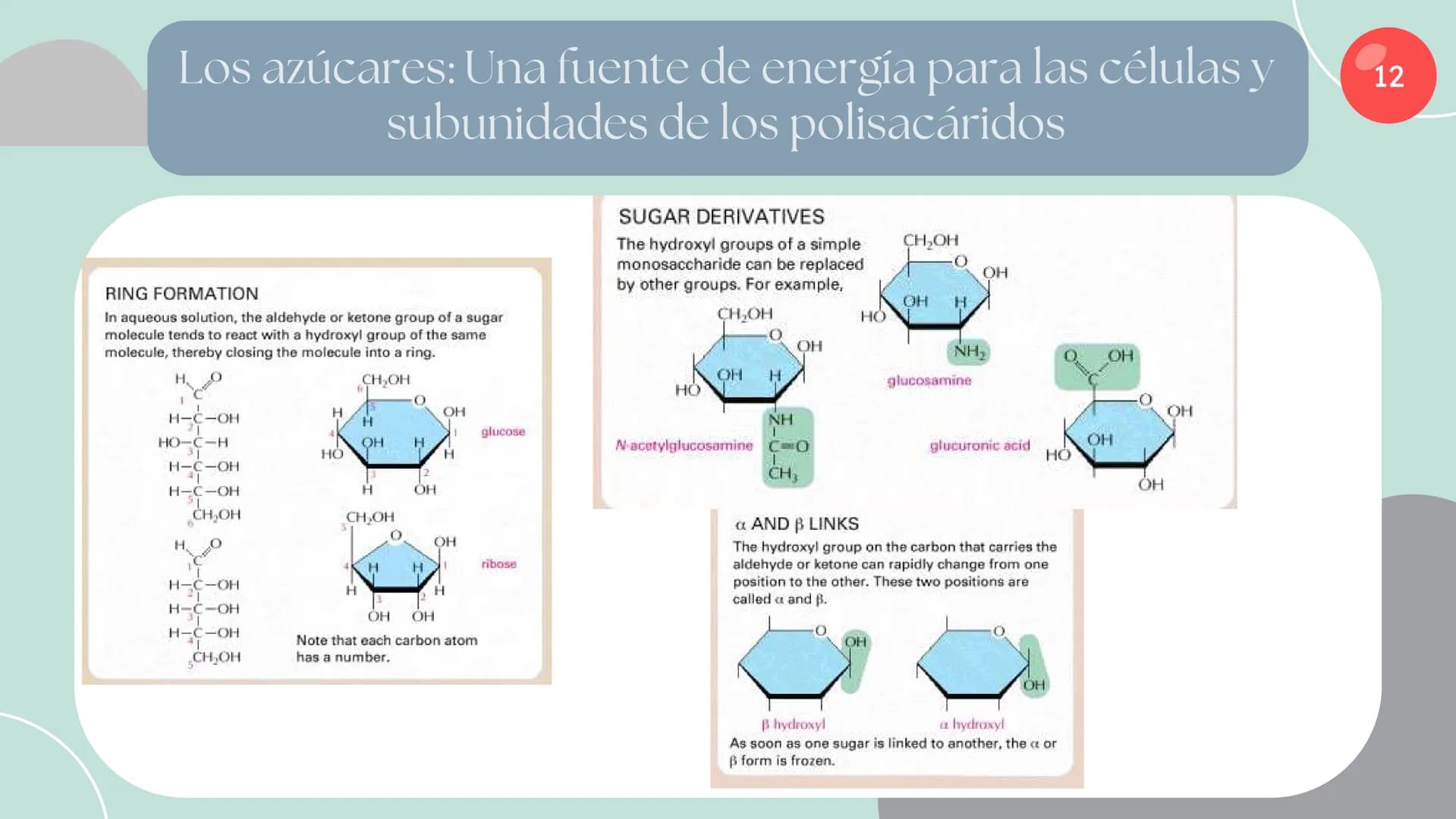 Células eucariotas tienen RE. Su membrana constituye más de
la mitad de la membrana total
Tiene forma de tubulos ramificados y sacos aplanad
